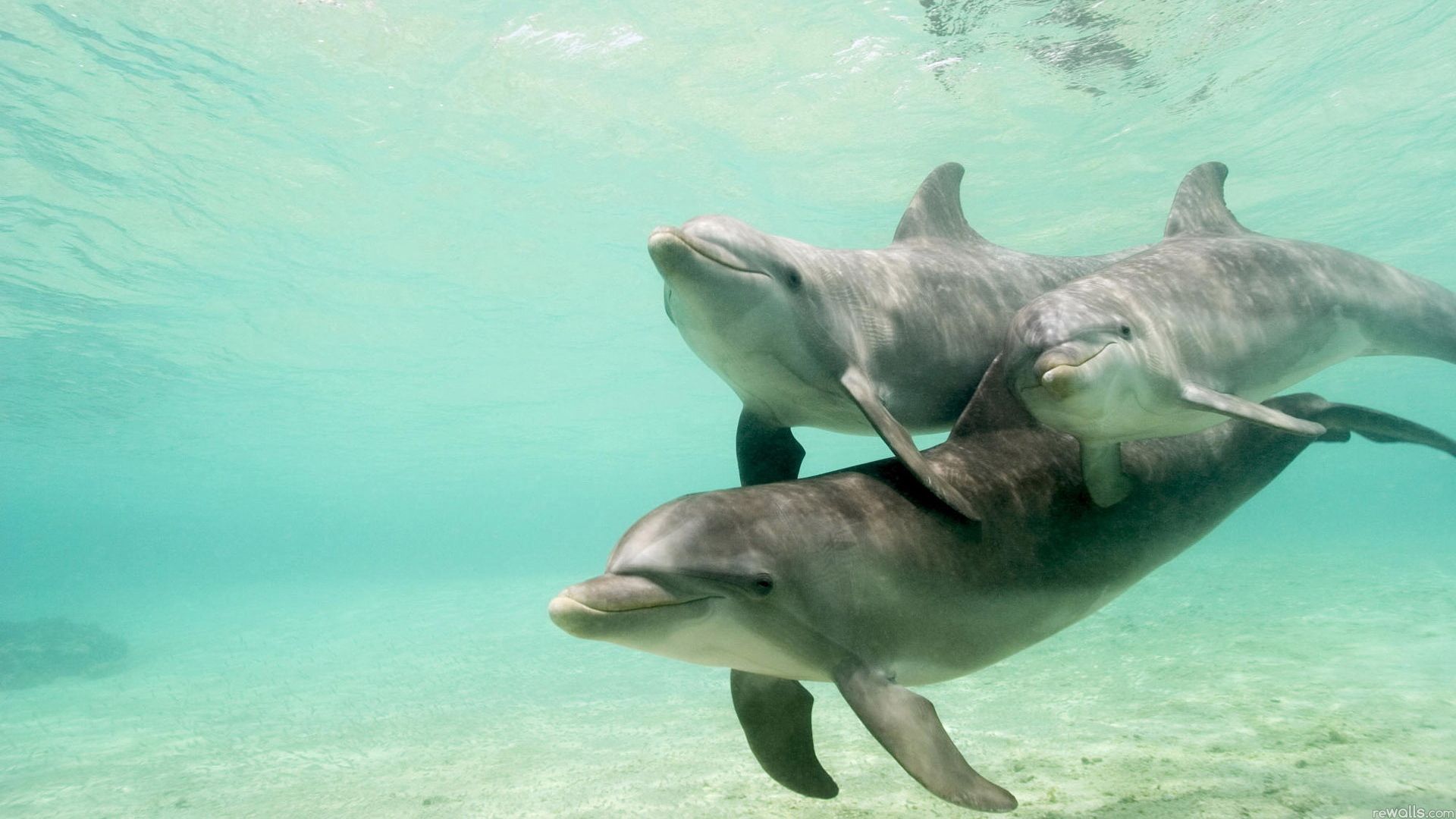 87832 скачать обои дельфины, семья, подводный мир, плавать, животные, забота - заставки и картинки бесплатно