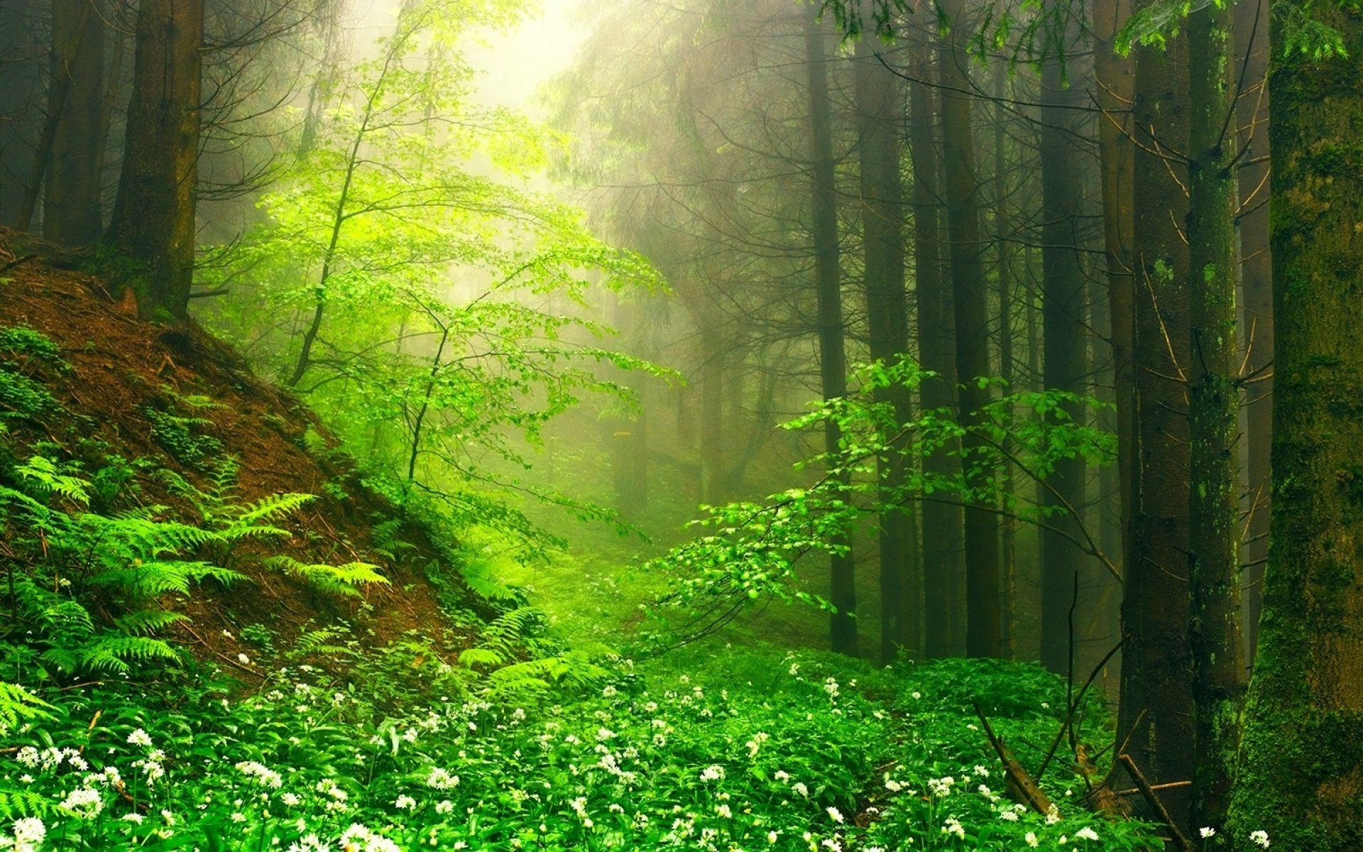Скачать обои бесплатно Цветок, Лес, Дерево, Туман, Зеленый, Весна, Земля/природа картинка на рабочий стол ПК