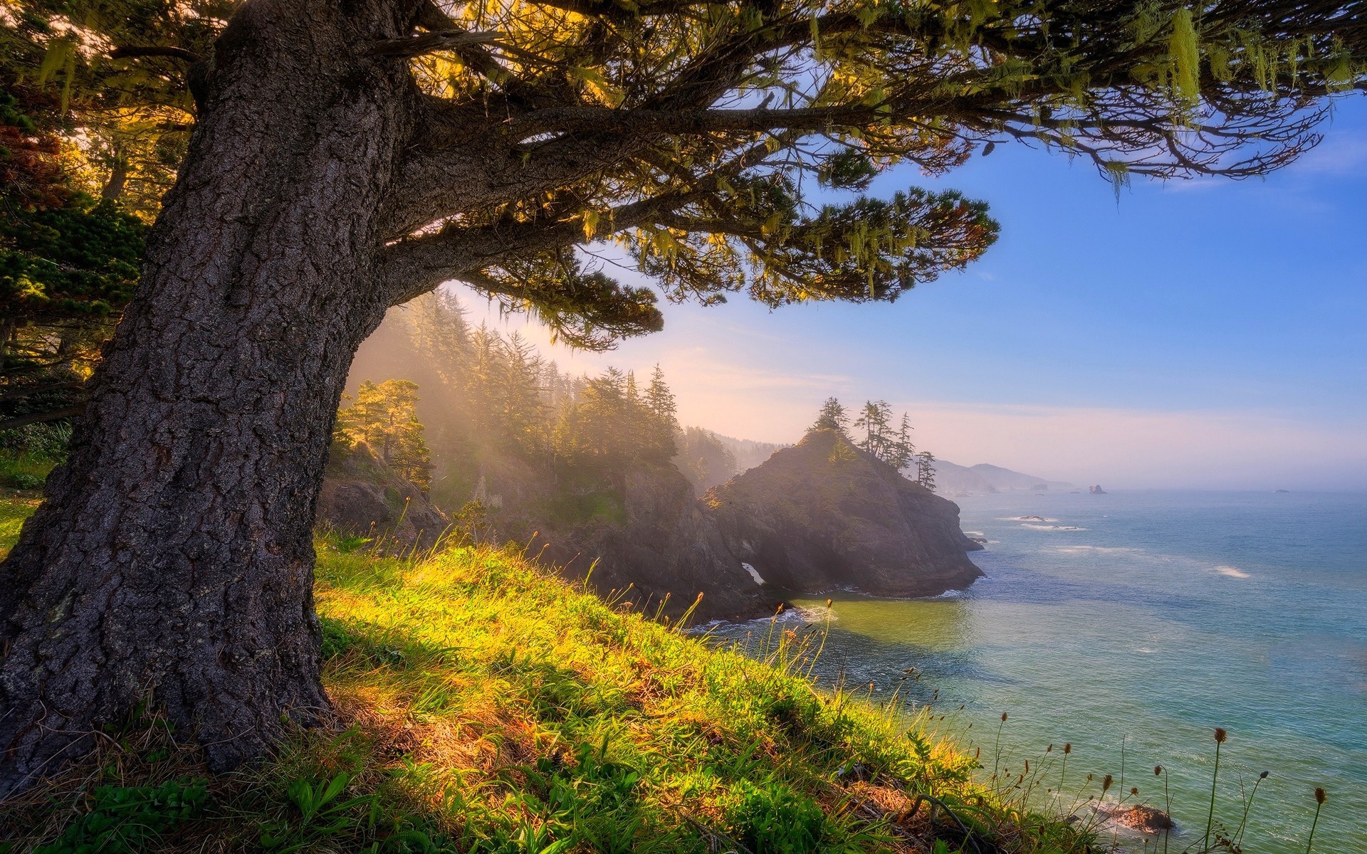 Descarga gratuita de fondo de pantalla para móvil de Mar, Costa, Árbol, Océano, Tierra/naturaleza.