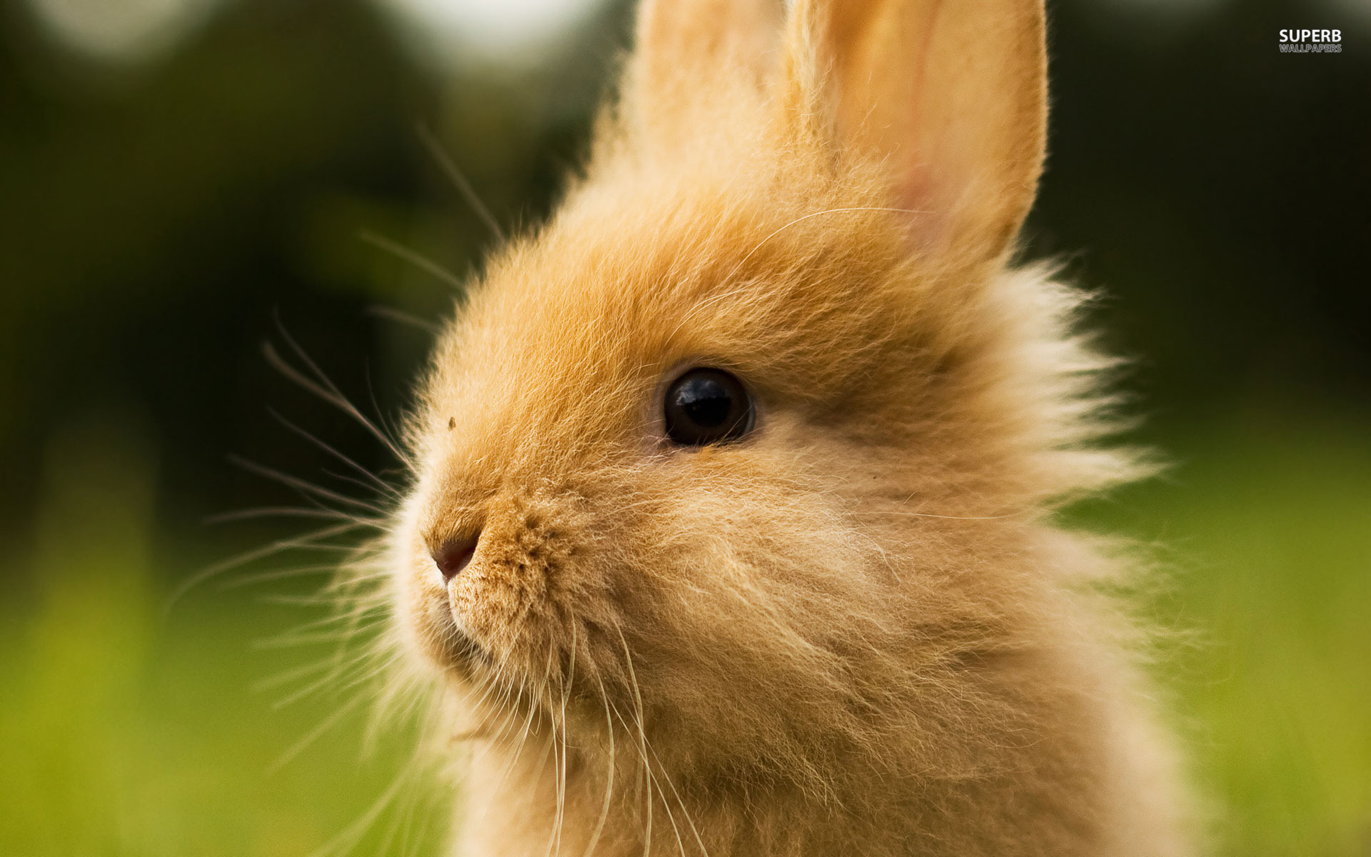 Download mobile wallpaper Animal, Rabbit for free.