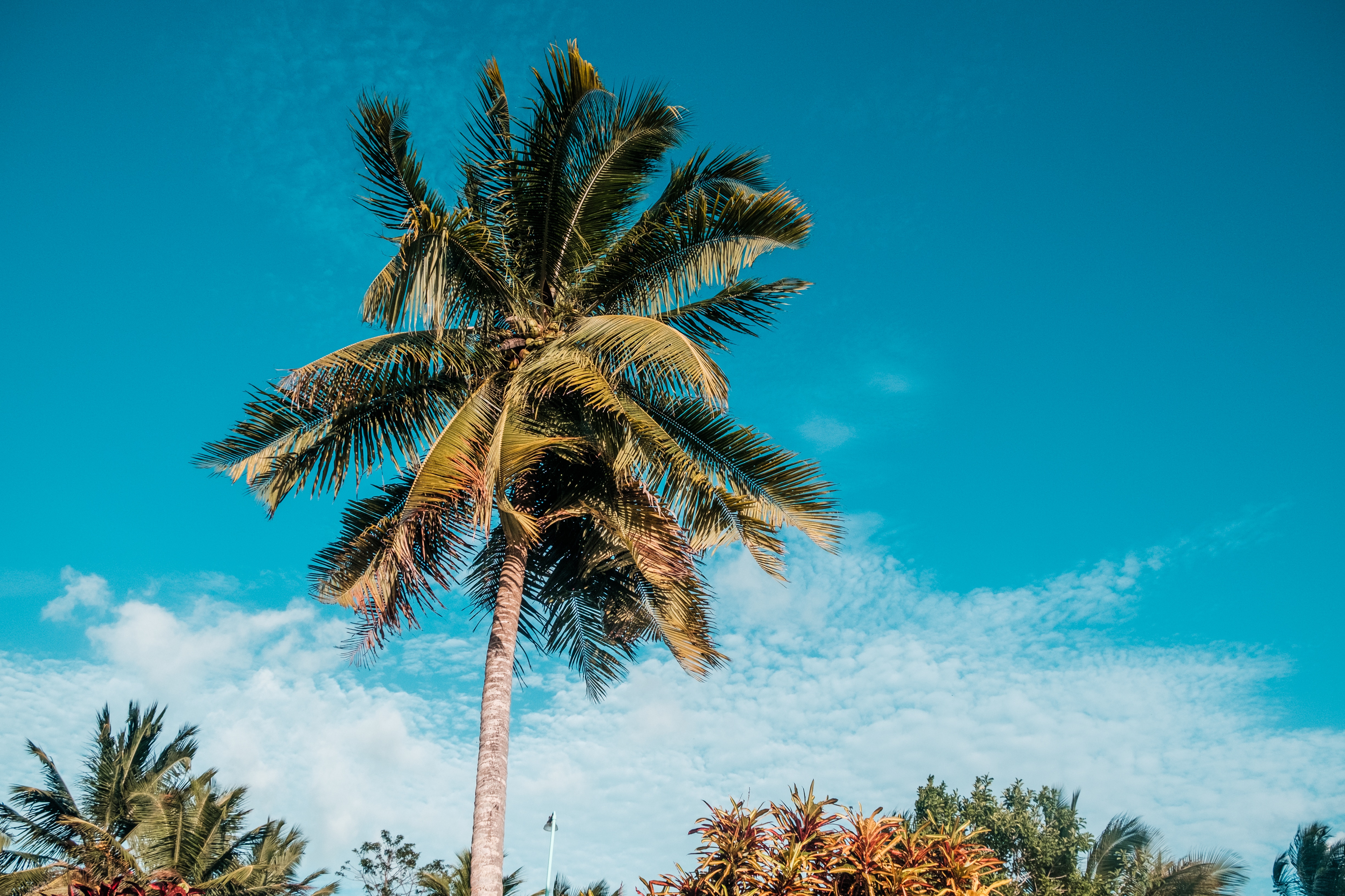 palm, nature, sky, summer, tropics HD wallpaper