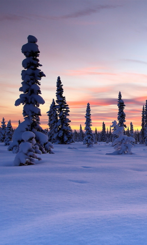 無料モバイル壁紙風景, 冬, 木, 日没, 雪, 地球, 空, クラウドをダウンロードします。