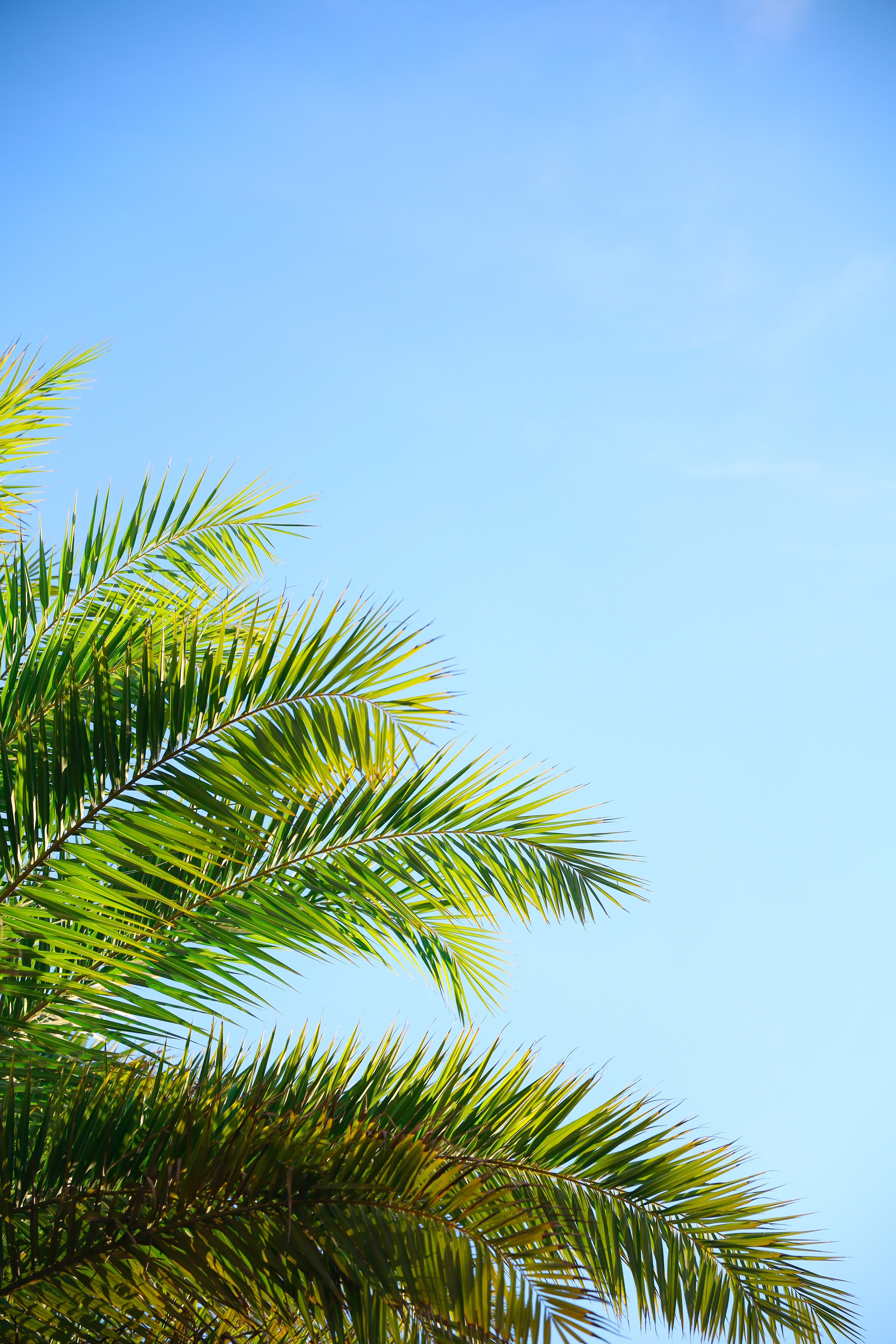 Download mobile wallpaper Branches, Sky, Palm, Plant, Nature for free.