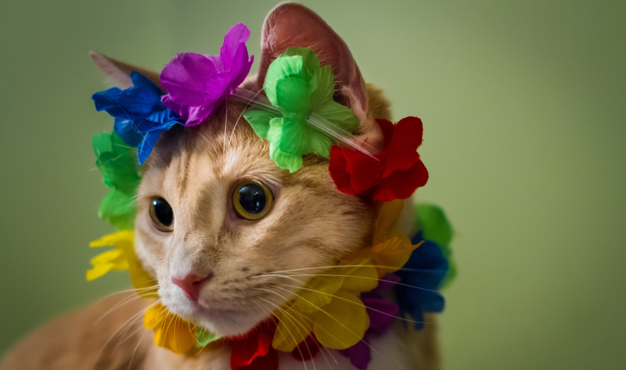 Baixe gratuitamente a imagem Animais, Gatos, Gato na área de trabalho do seu PC