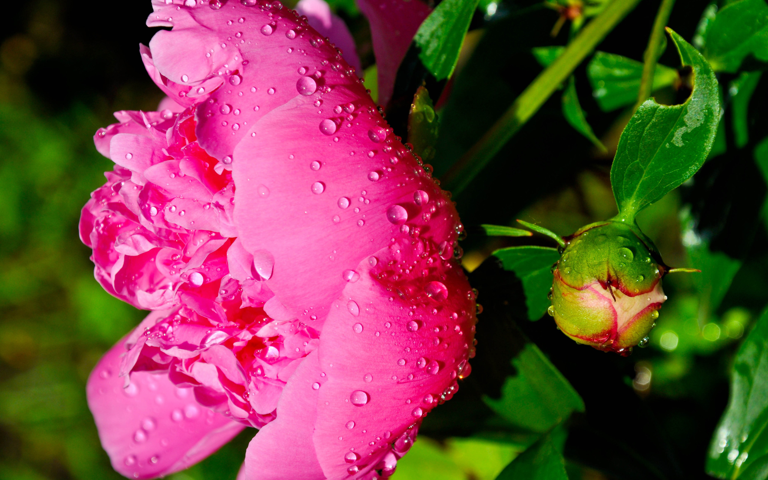 Baixe gratuitamente a imagem Flores, Flor, Terra/natureza na área de trabalho do seu PC