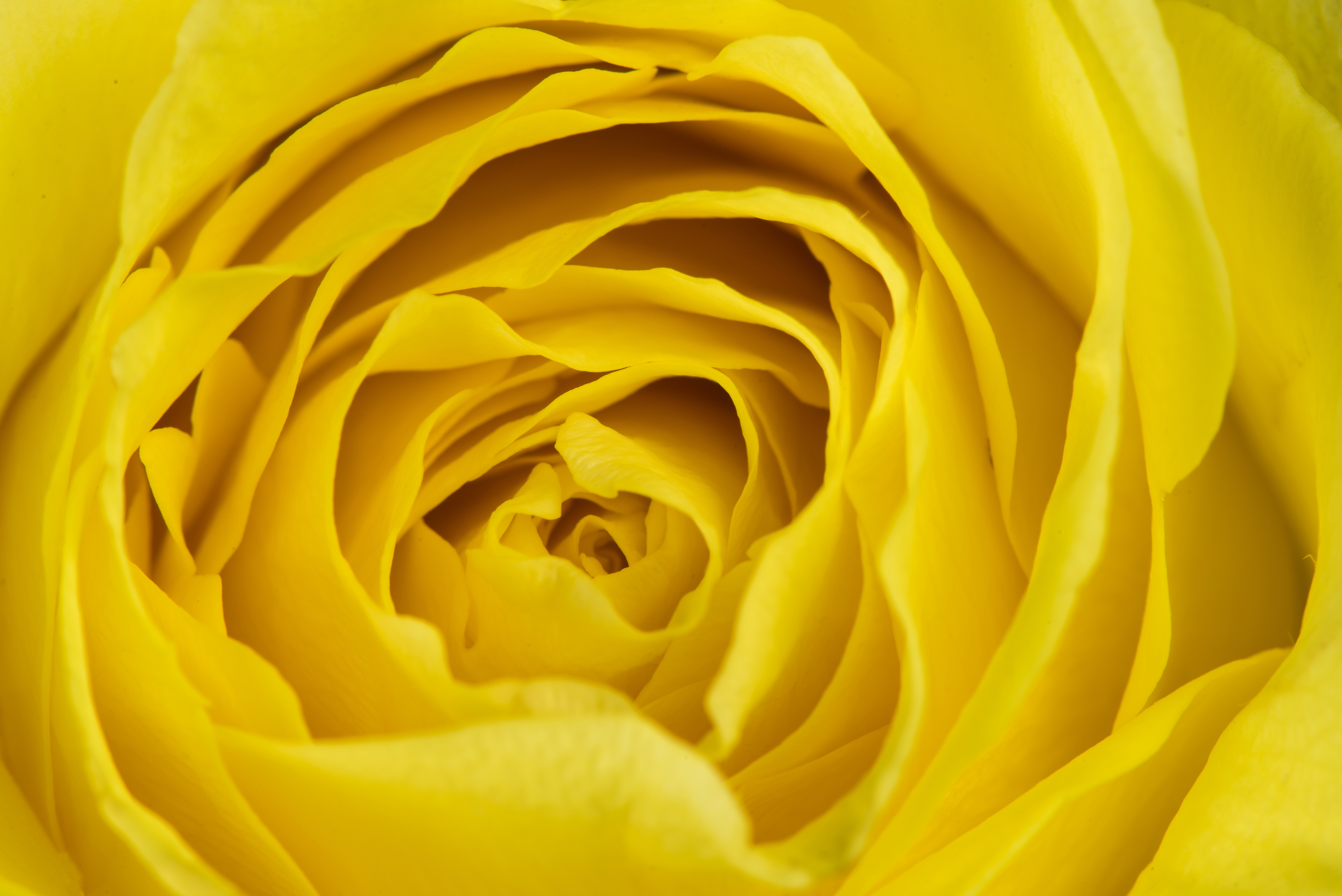 Téléchargez gratuitement l'image Fleurs, Rose, Fleur, Macro, Fleur Jaune, Terre/nature sur le bureau de votre PC