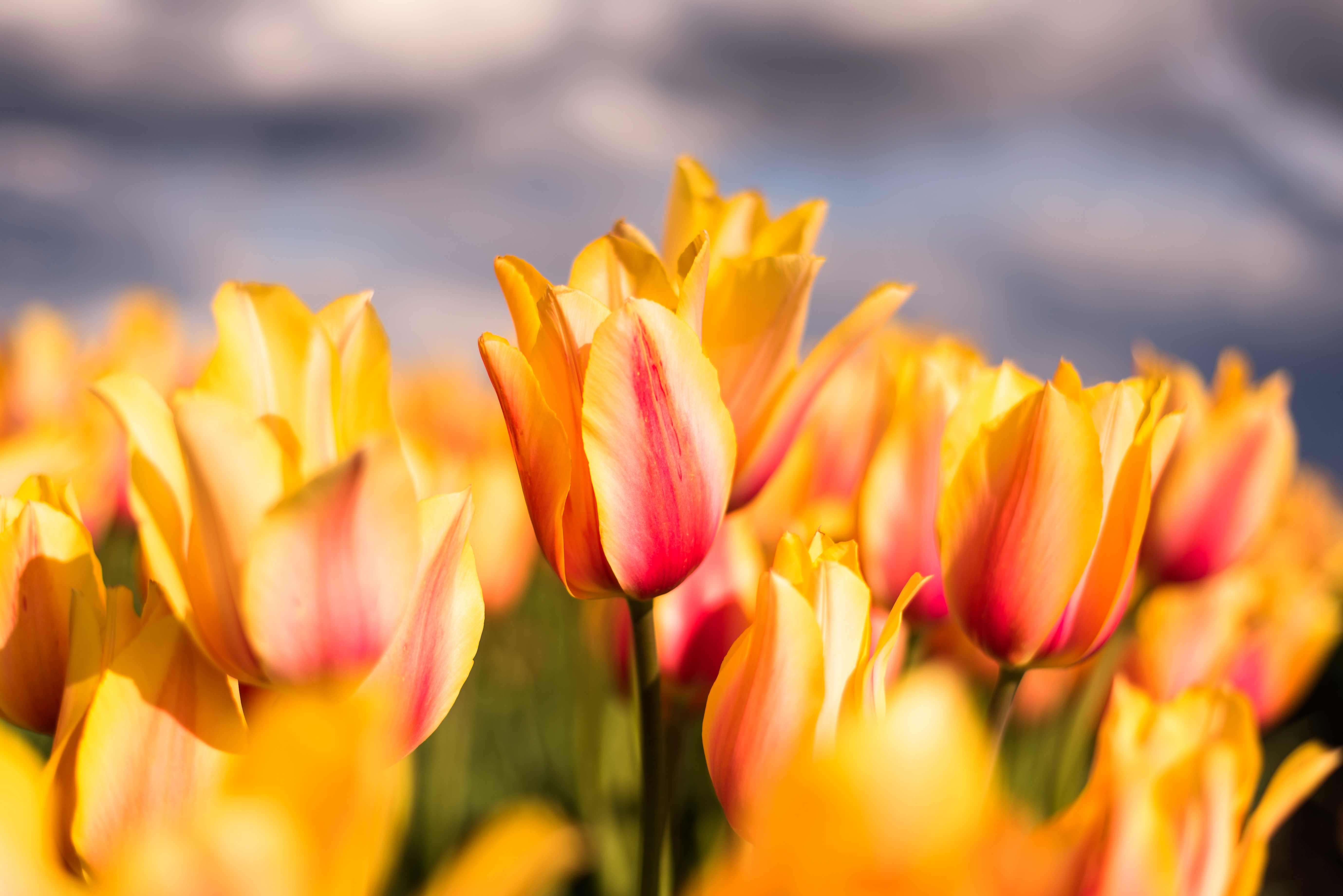 Free download wallpaper Nature, Flowers, Summer, Flower, Close Up, Earth, Tulip, Yellow Flower on your PC desktop