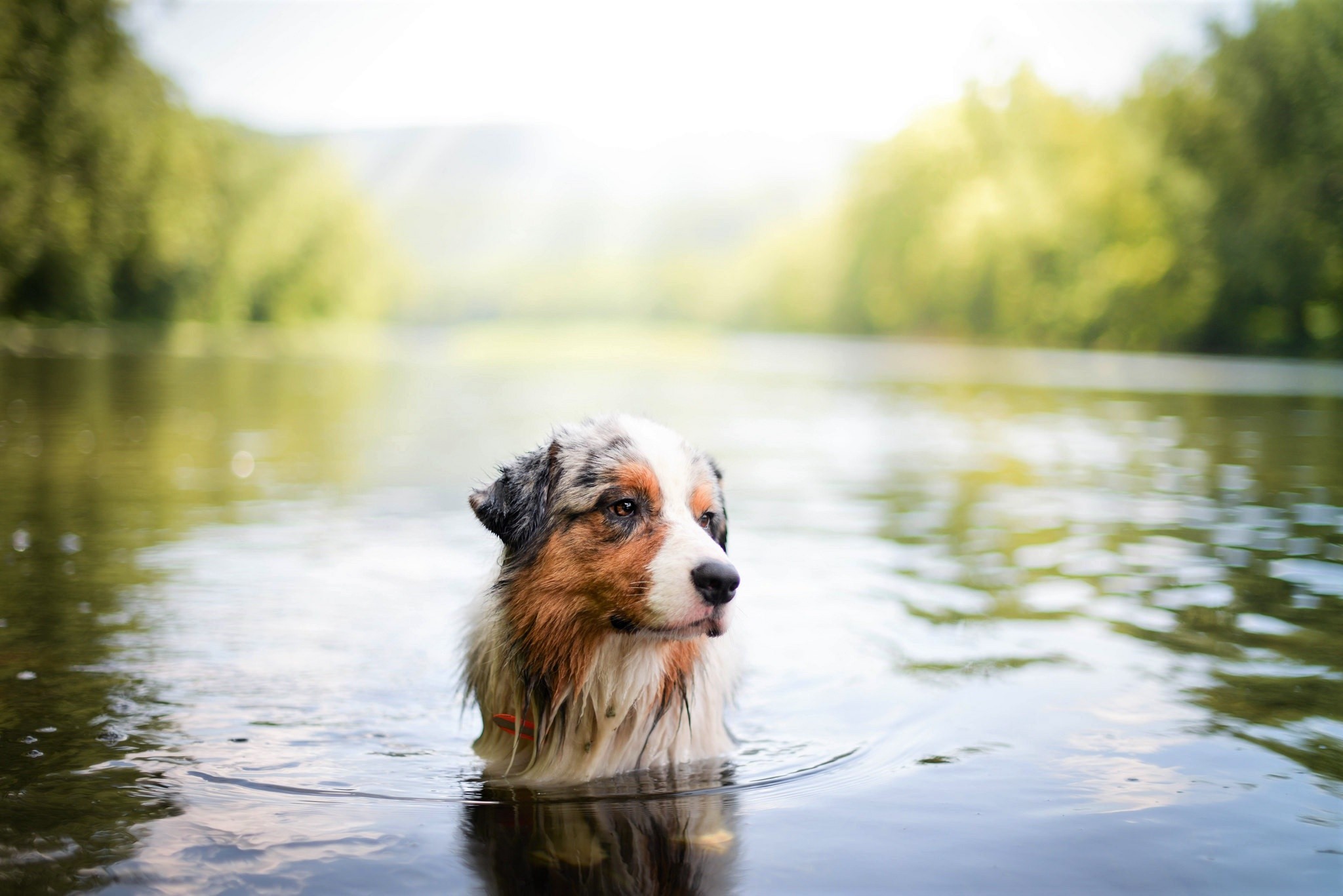 Download mobile wallpaper Dogs, Swimming, Lake, Dog, Animal, Australian Shepherd, Depth Of Field for free.