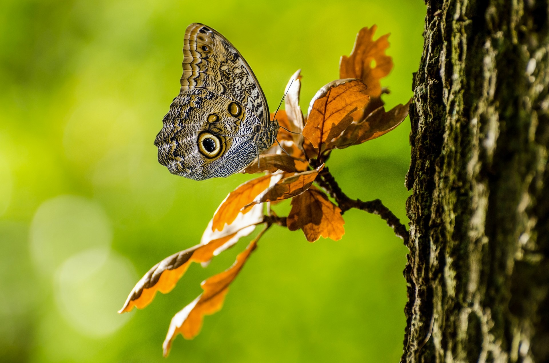 Téléchargez des papiers peints mobile Animaux, Insecte, Papillon gratuitement.