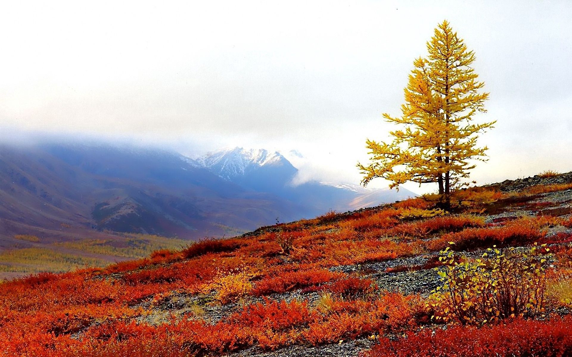 102759 скачать картинку осень, природа, дерево, склон, краски, одинокое - обои и заставки бесплатно
