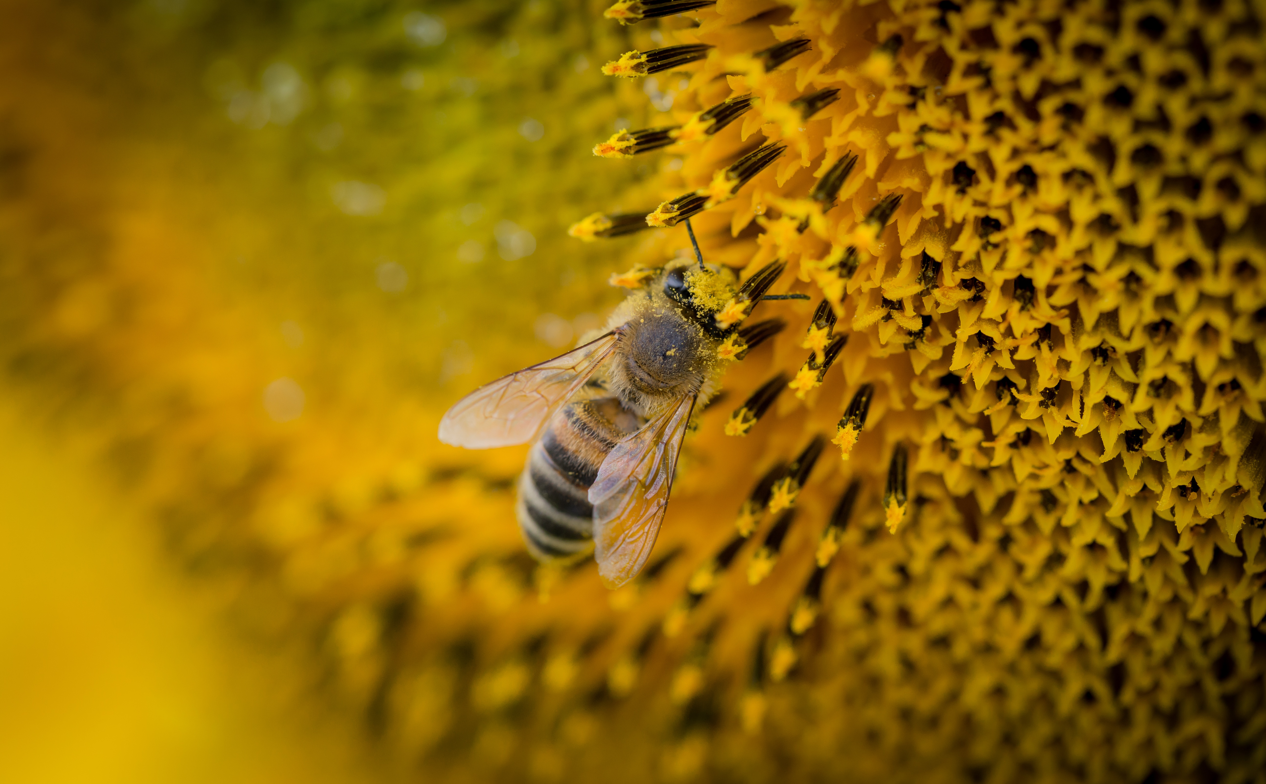 108412 скачать обои подсолнух, макро, пчела, опыление - заставки и картинки бесплатно