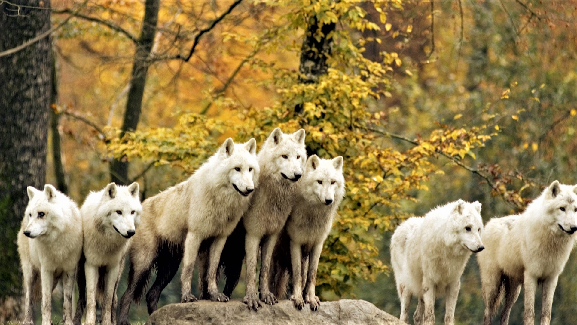 PCデスクトップに動物, オオカミ, 秋, 森, 狼, 白いオオカミ画像を無料でダウンロード