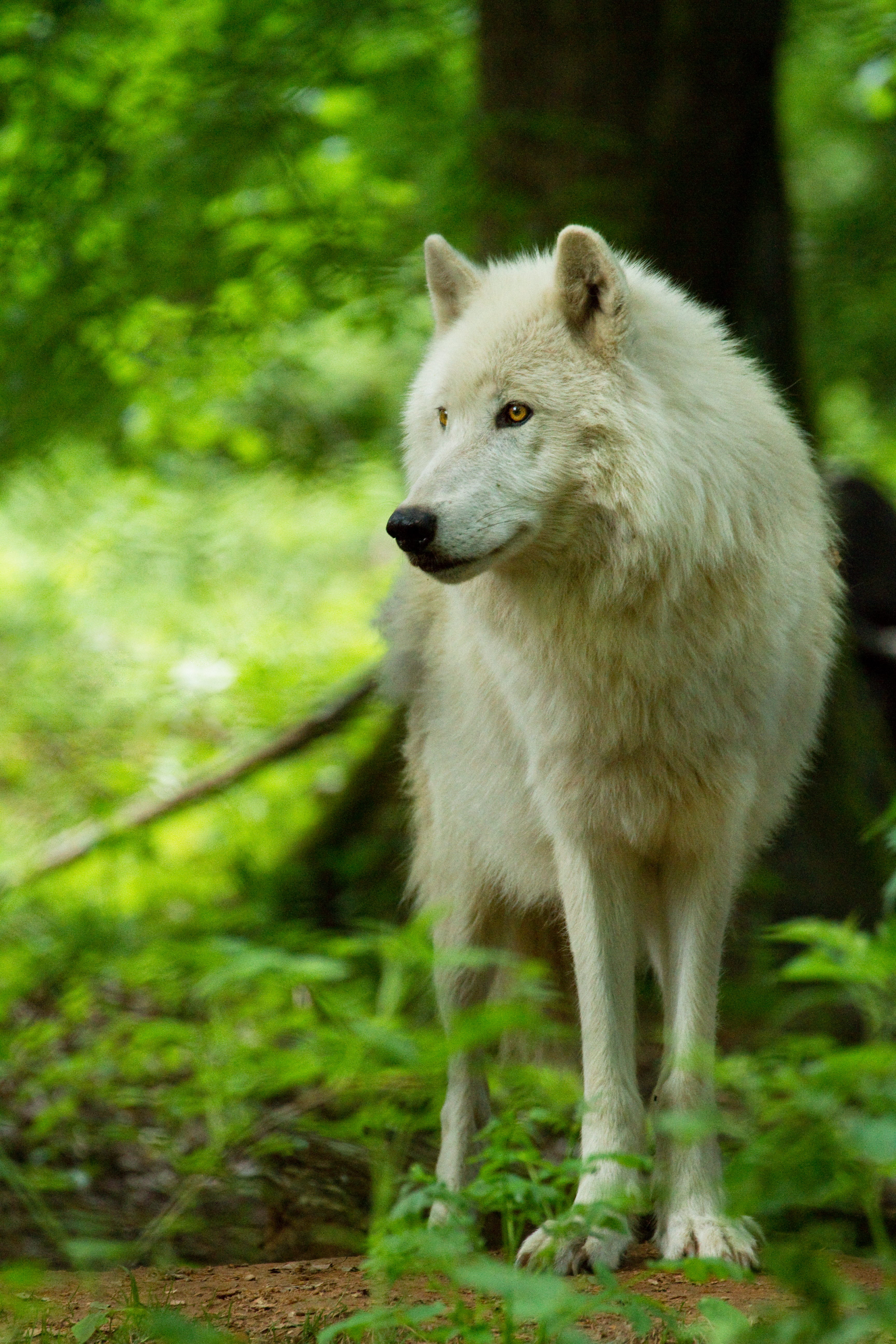 Desktop FHD animals, white, predator, wolf, sight, opinion, wildlife