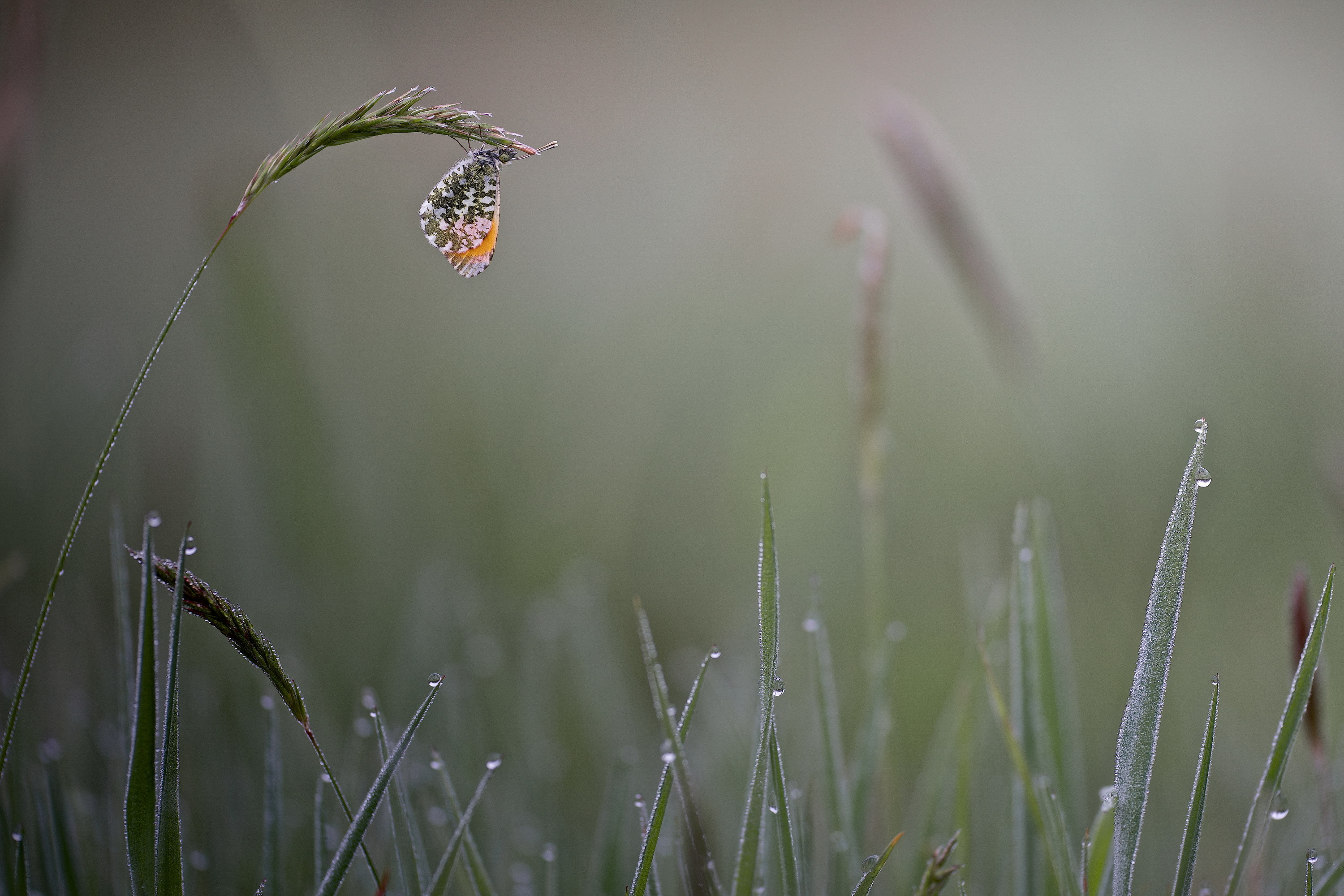 Download mobile wallpaper Grass, Insect, Butterfly, Animal, Bokeh, Water Drop, Dew Drop for free.