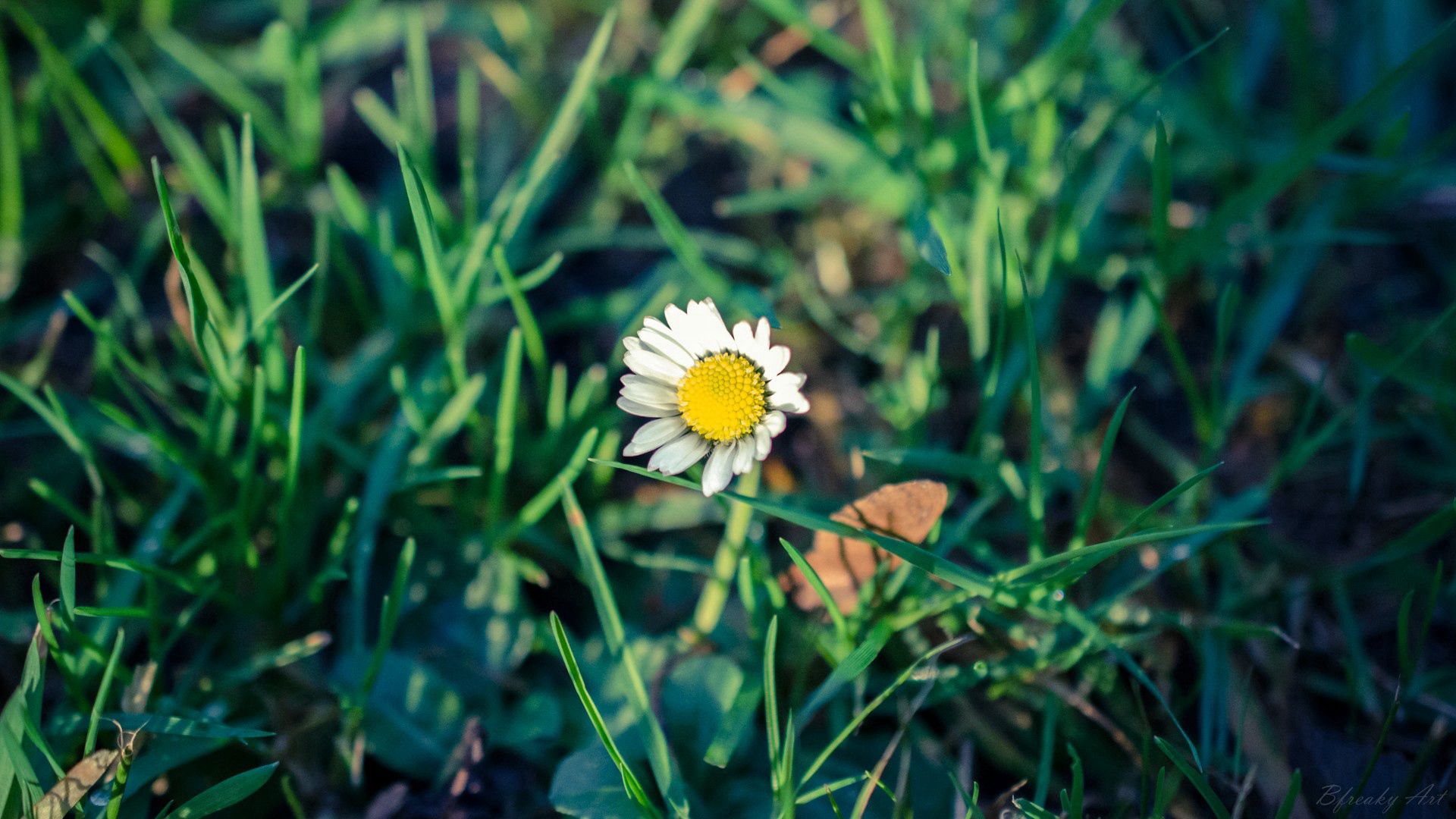 Download mobile wallpaper Grass, Flowers, Chamomile, Flower, Camomile for free.
