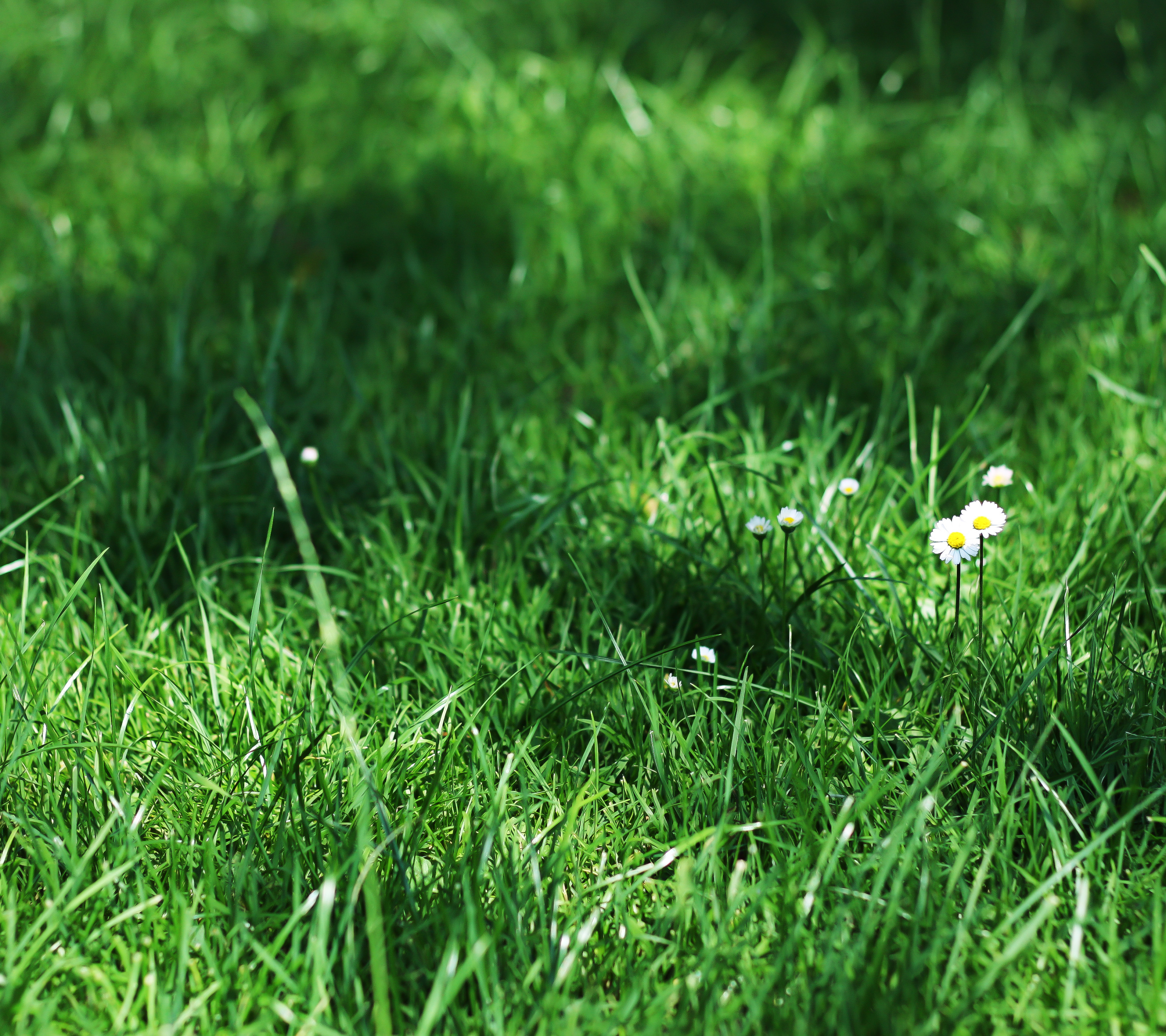 Free download wallpaper Grass, Earth on your PC desktop