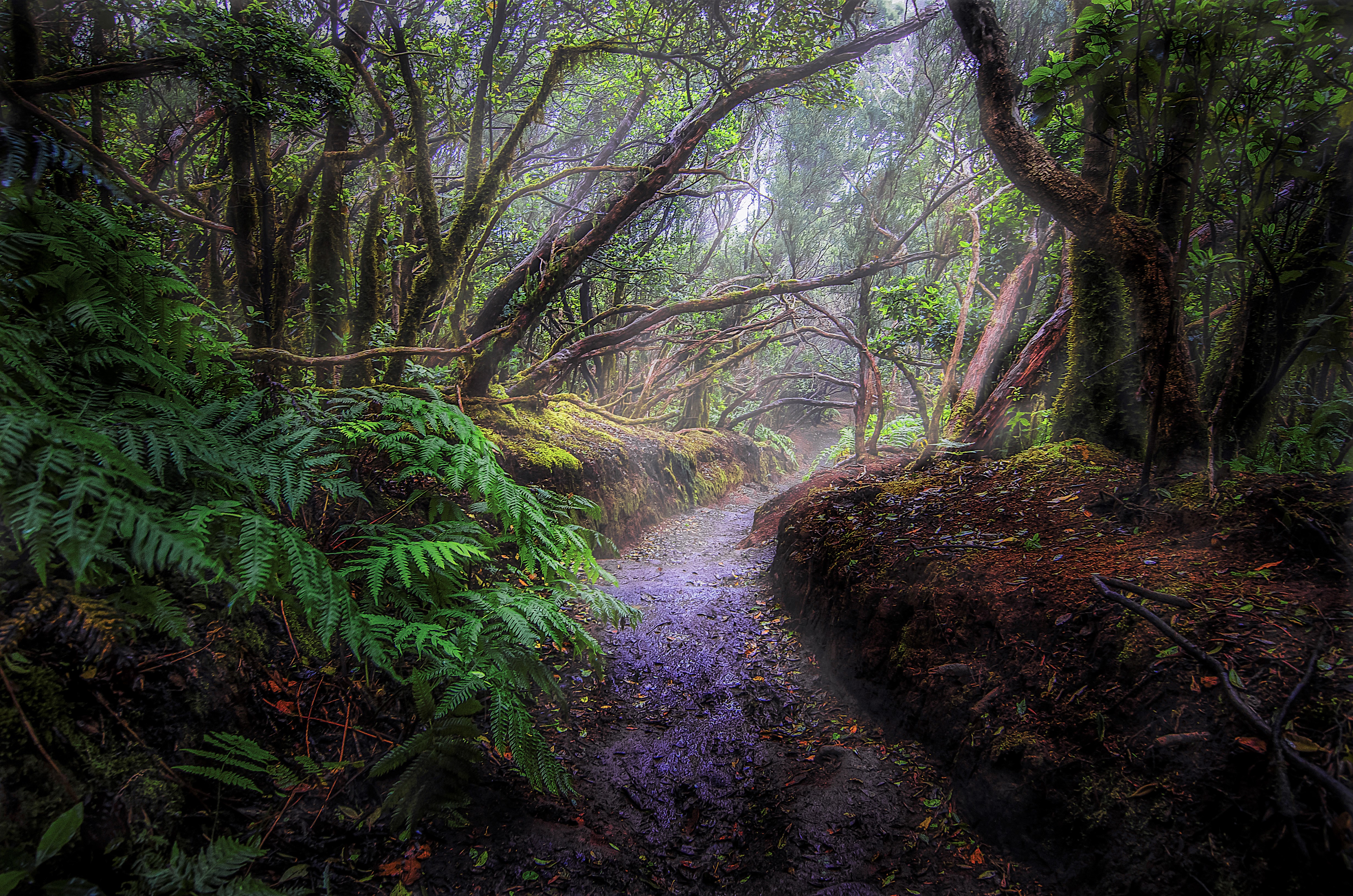 Free download wallpaper Fern, Forest, Fog, Earth, Path, Tropical, Rainforest on your PC desktop