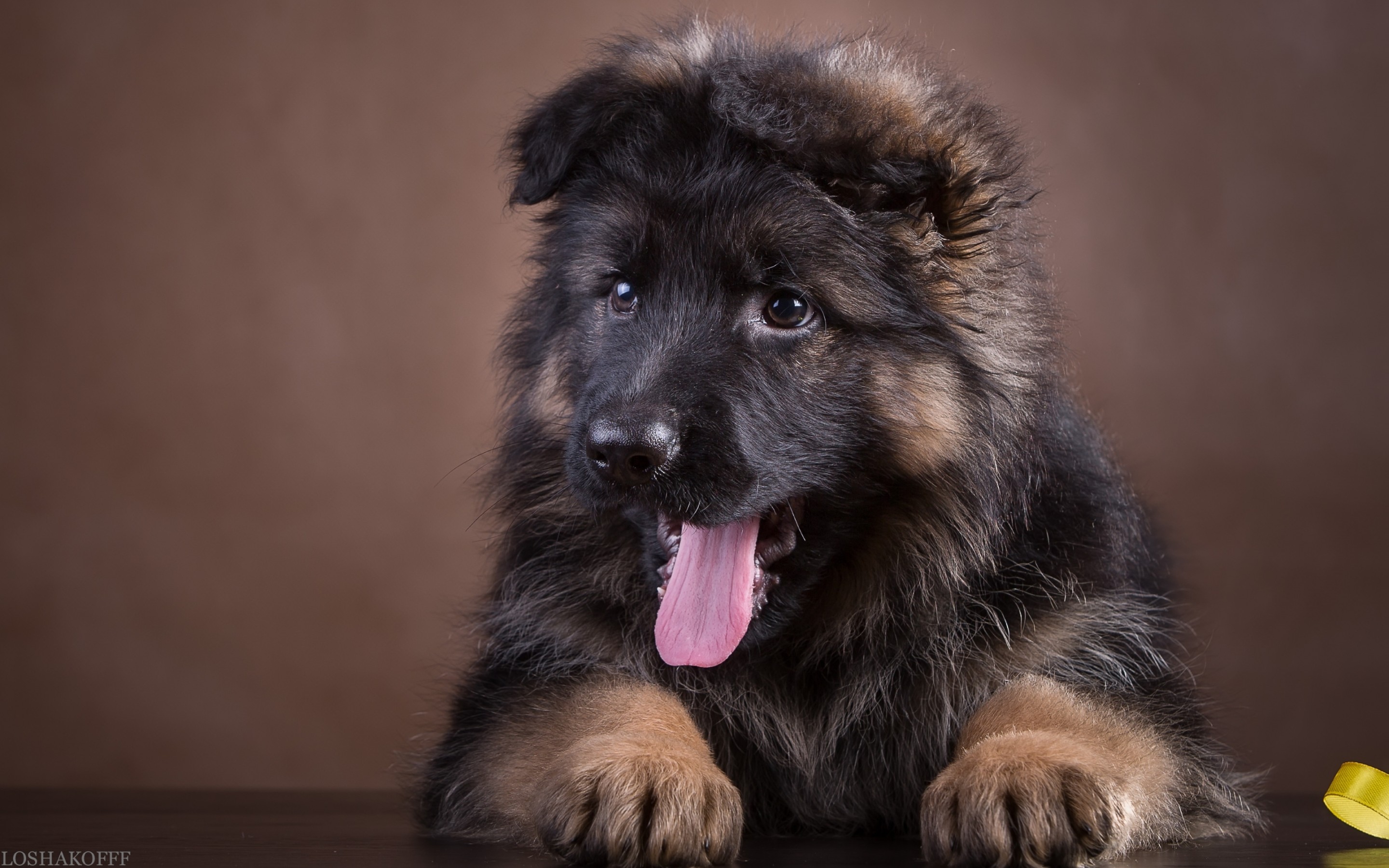 Download mobile wallpaper Dogs, Dog, Animal, Puppy, German Shepherd for free.