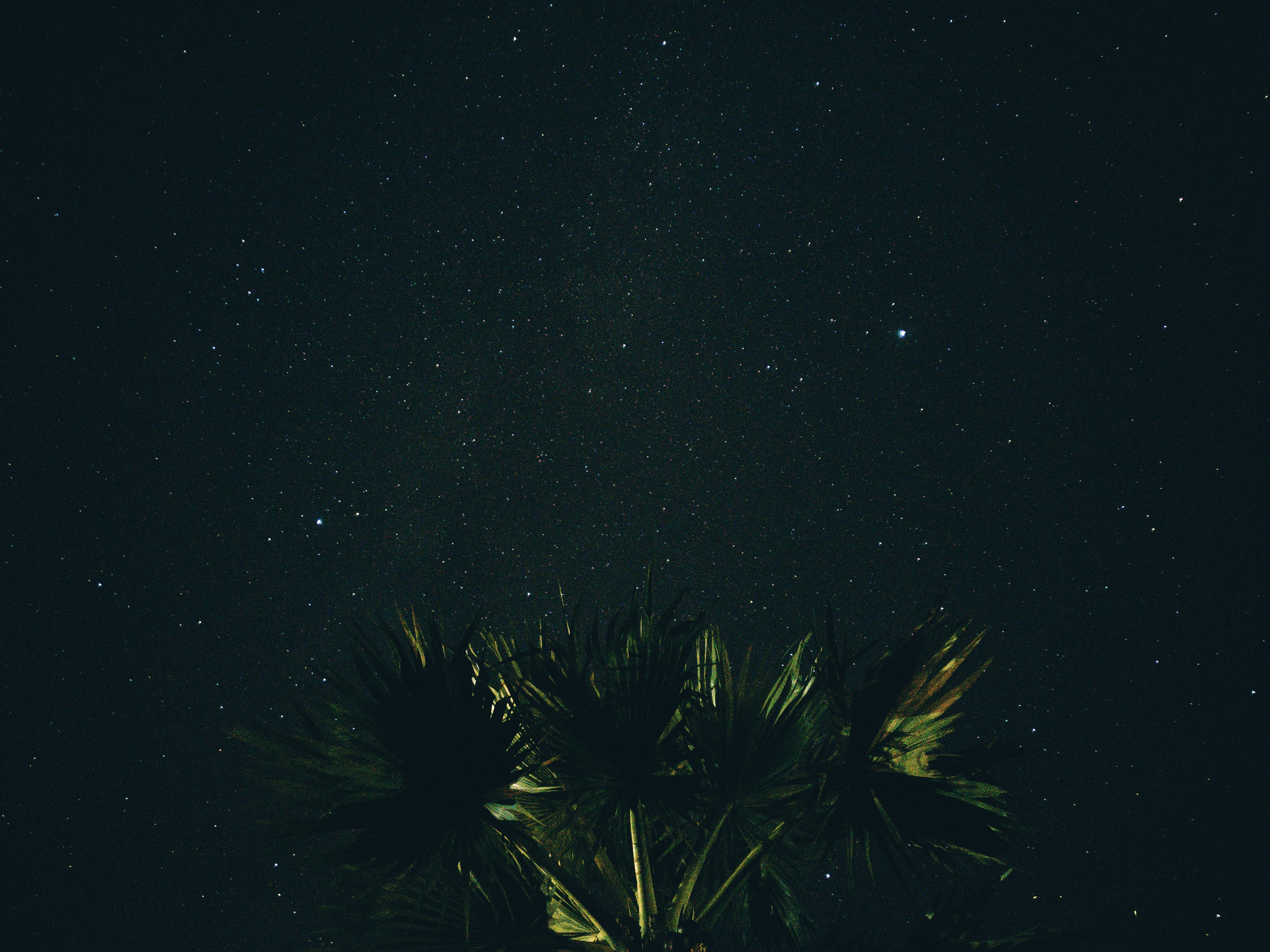 desktop Images nature, night, starry sky, palm