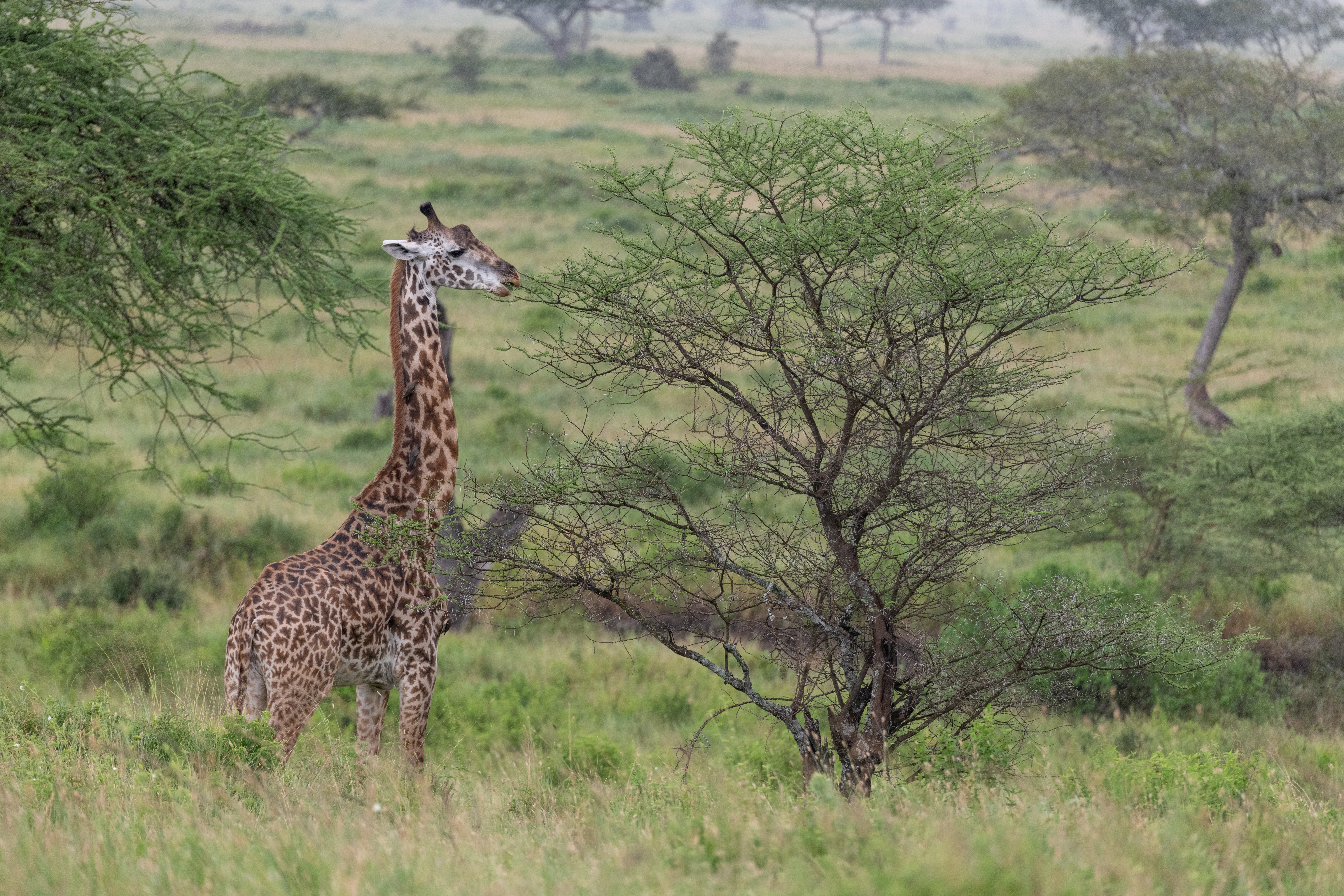 animals, savanna, bush, animal, giraffe