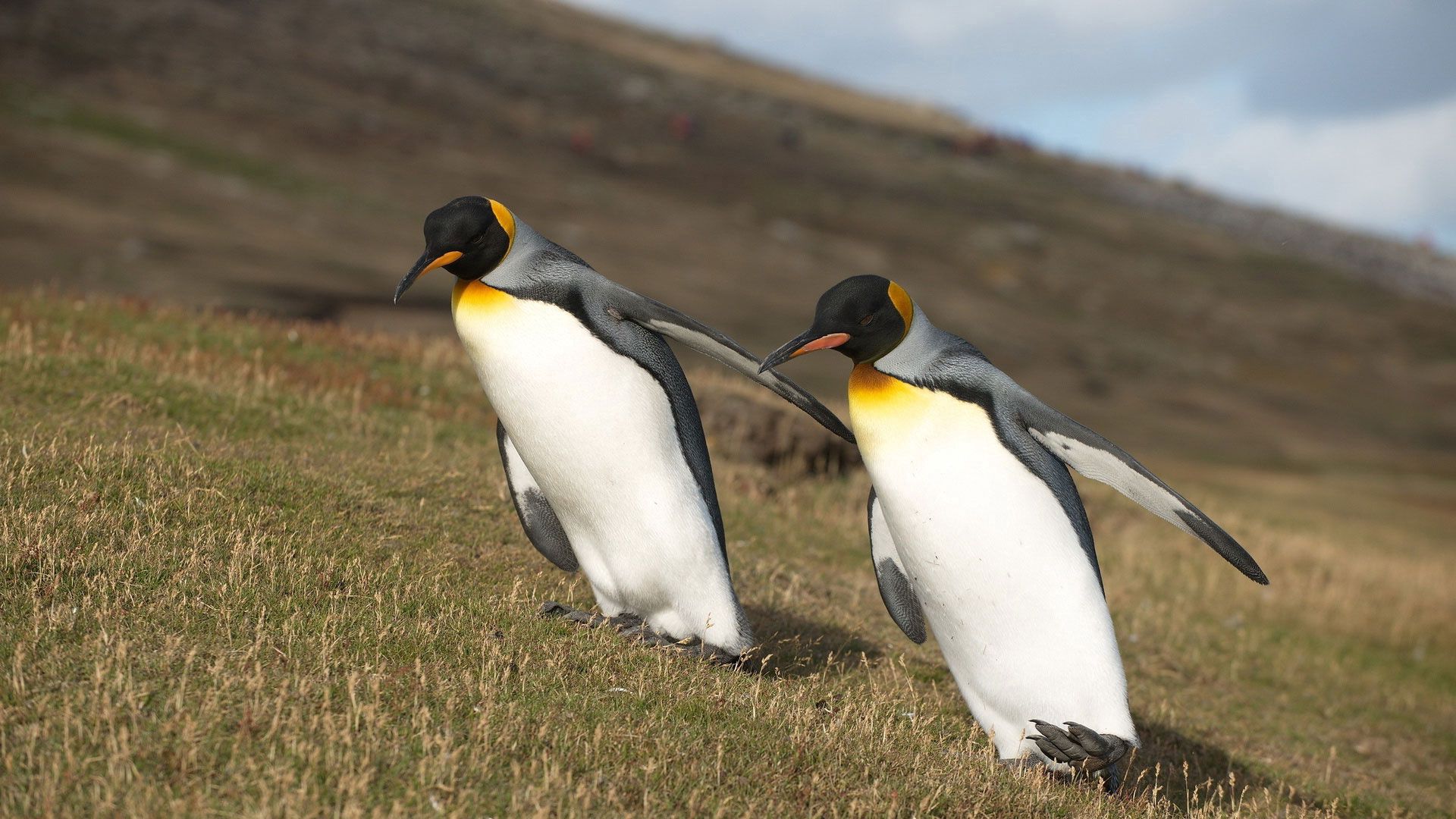 PCデスクトップに動物, 草, 翼, スロープ, 坂, 山, ペンギン画像を無料でダウンロード