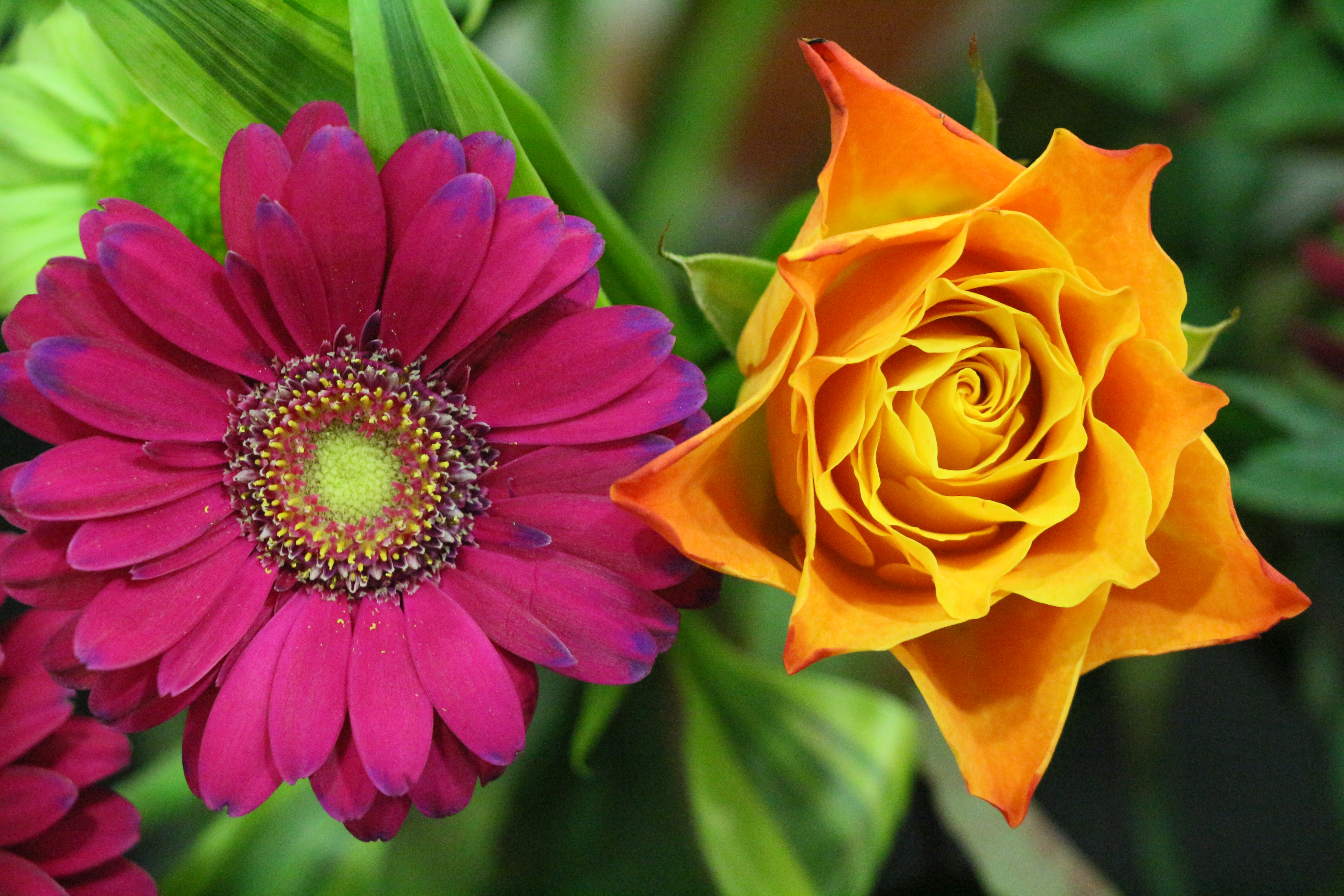 Laden Sie das Blumen, Blume, Rose, Bunt, Gänseblümchen, Gelbe Blume, Lila Blume, Erde/natur-Bild kostenlos auf Ihren PC-Desktop herunter