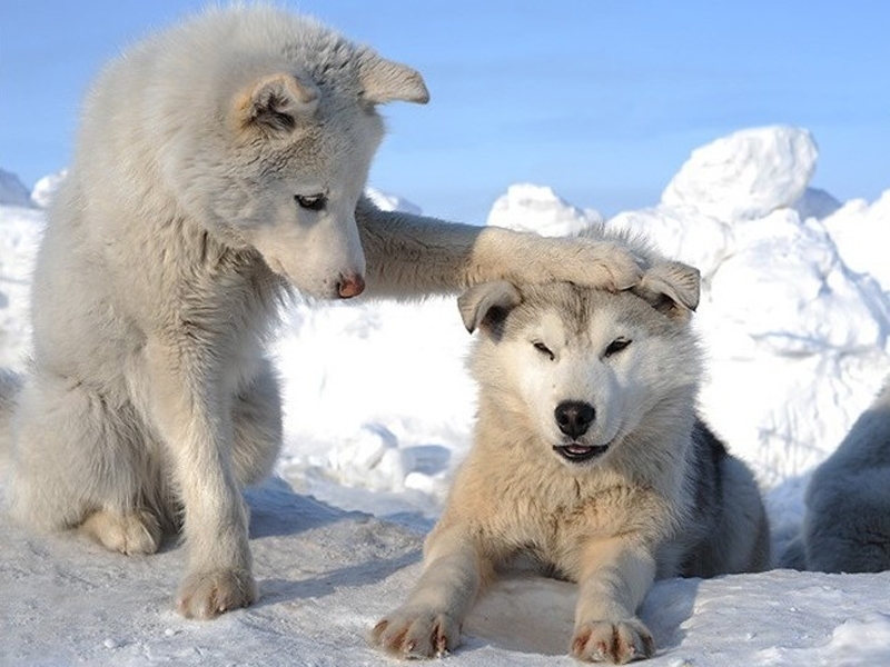 wolfs, animals, winter Full HD