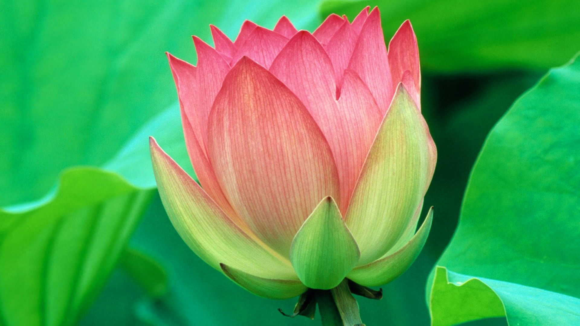 Free download wallpaper Nature, Flowers, Lotus, Flower, Close Up, Earth, Pink Flower on your PC desktop