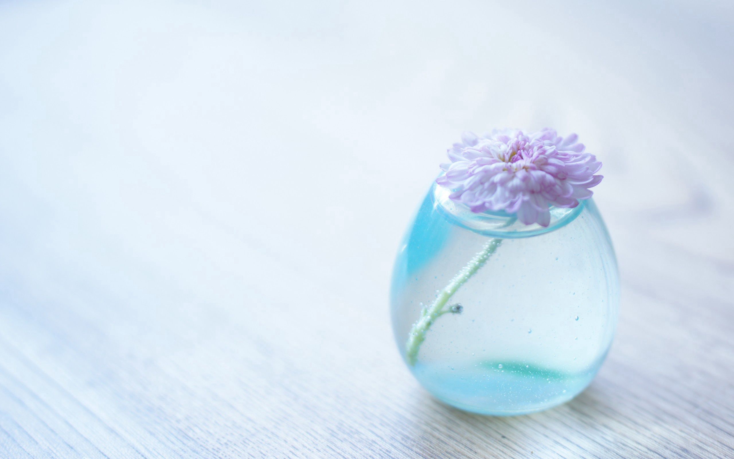 Download mobile wallpaper Bank, Jar, Vase, Glass, Flower, Minimalism for free.