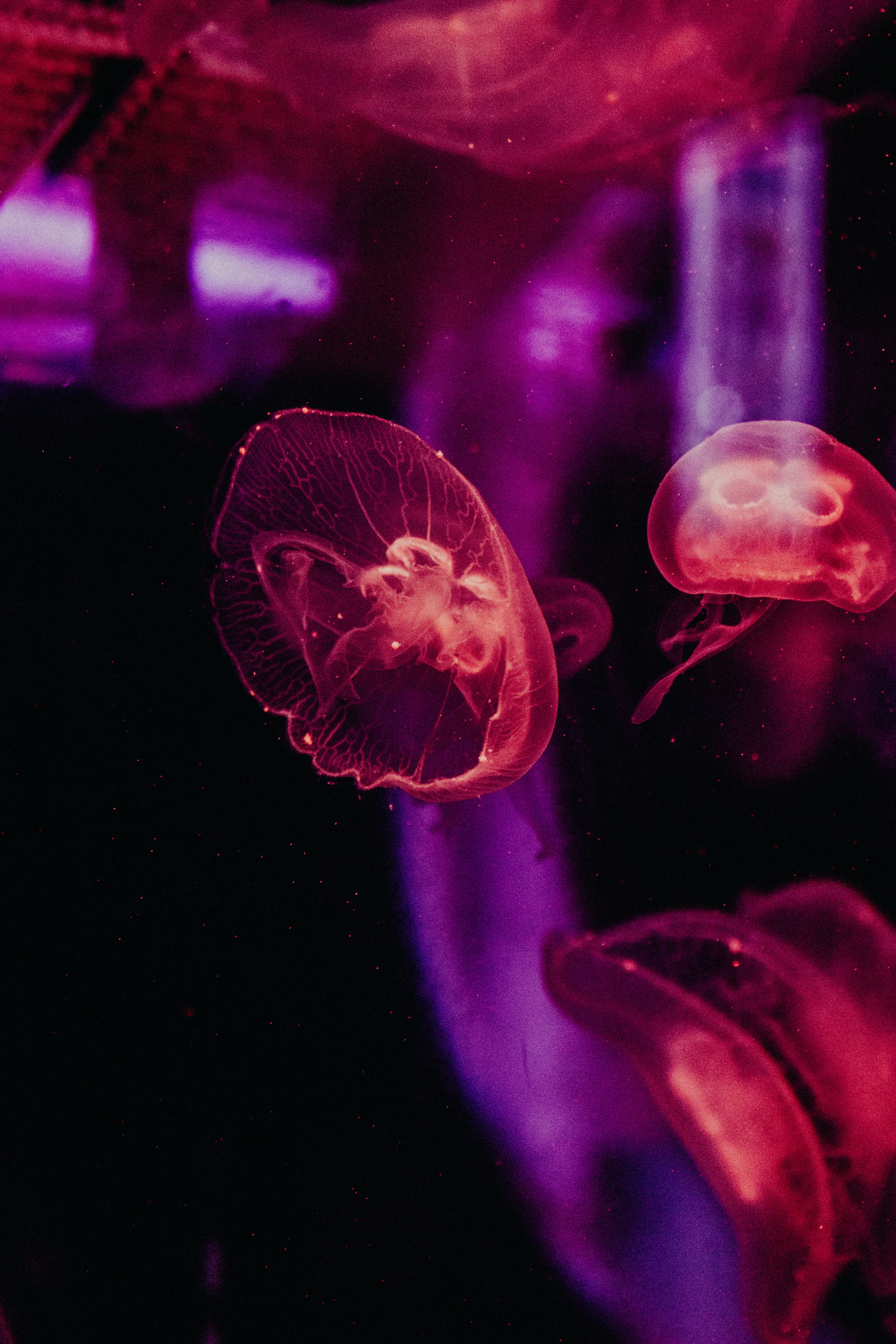 jellyfish, tentacles, animals, glow, underwater world mobile wallpaper