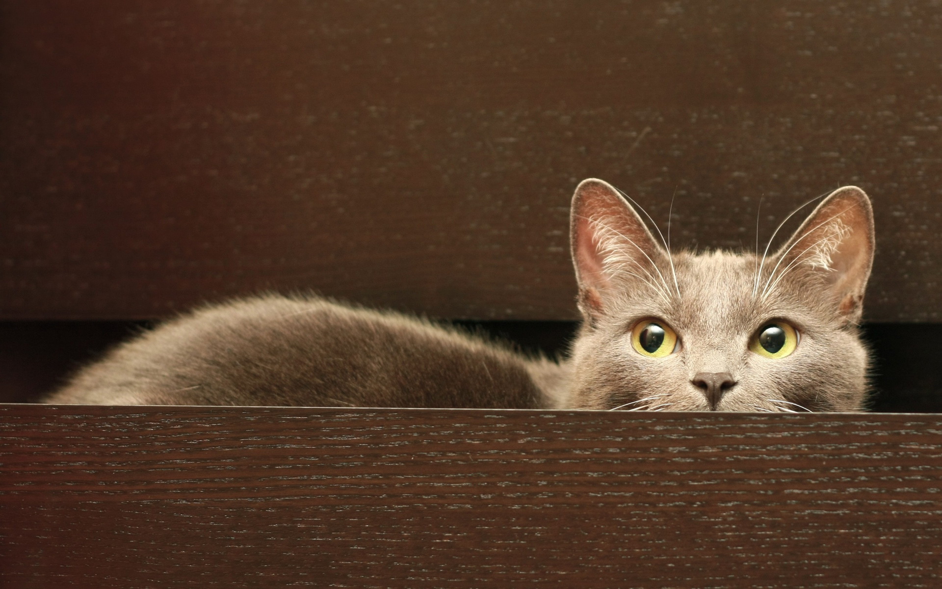 310510 économiseurs d'écran et fonds d'écran Chats sur votre téléphone. Téléchargez  images gratuitement