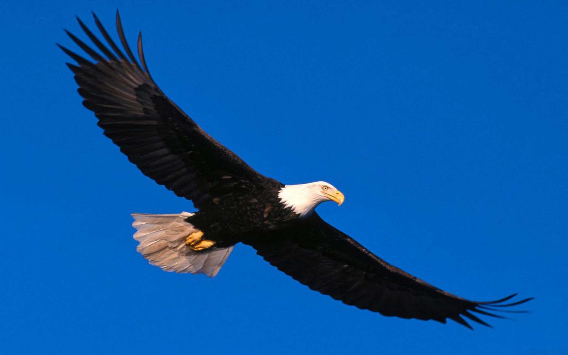 Téléchargez gratuitement l'image Animaux, Pygargue À Tête Blanche, Des Oiseaux sur le bureau de votre PC