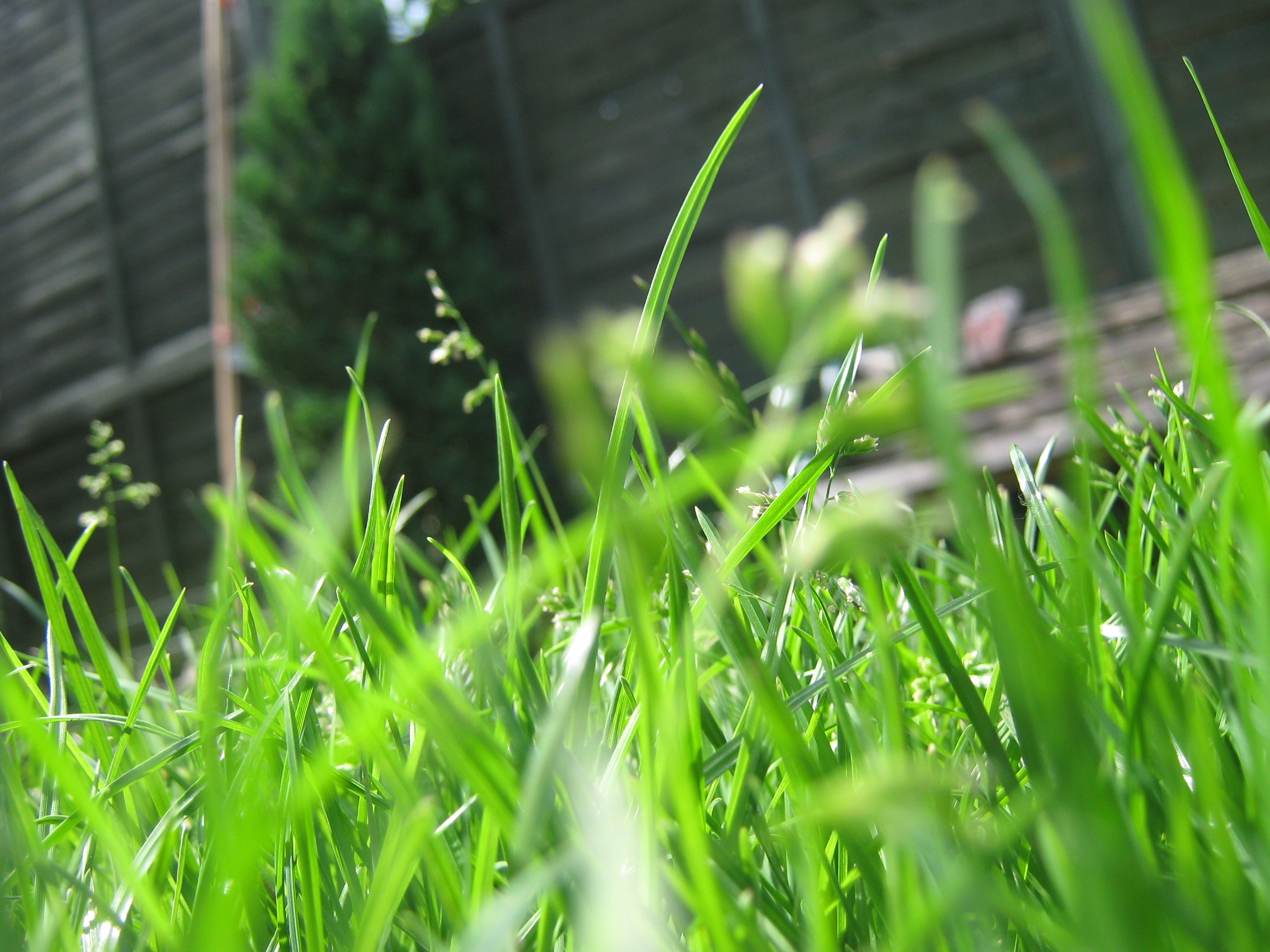 Laden Sie das Gras, Erde/natur, Planze-Bild kostenlos auf Ihren PC-Desktop herunter