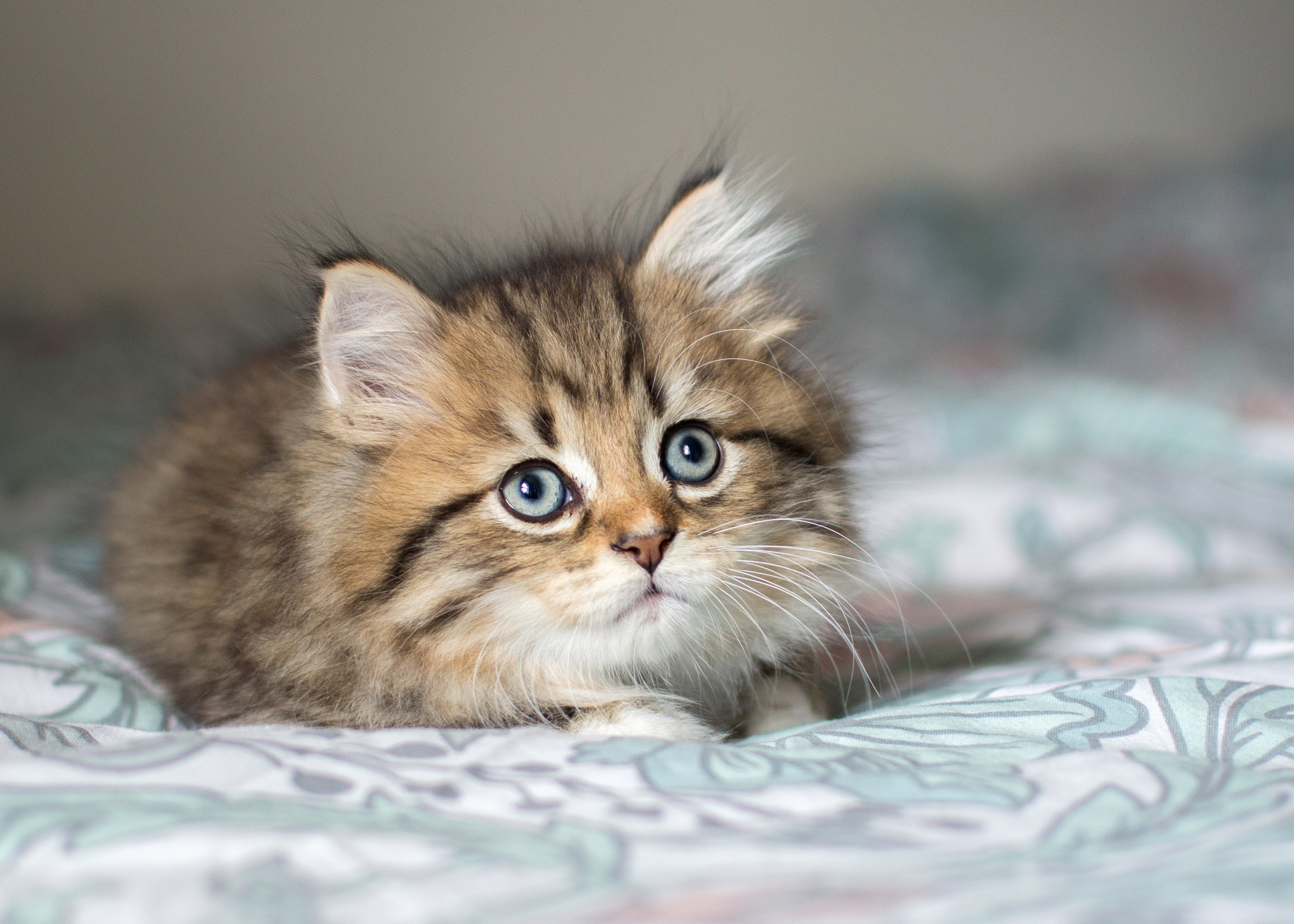 Laden Sie das Tiere, Katzen, Katze, Flauschige, Kätzchen, Süß-Bild kostenlos auf Ihren PC-Desktop herunter