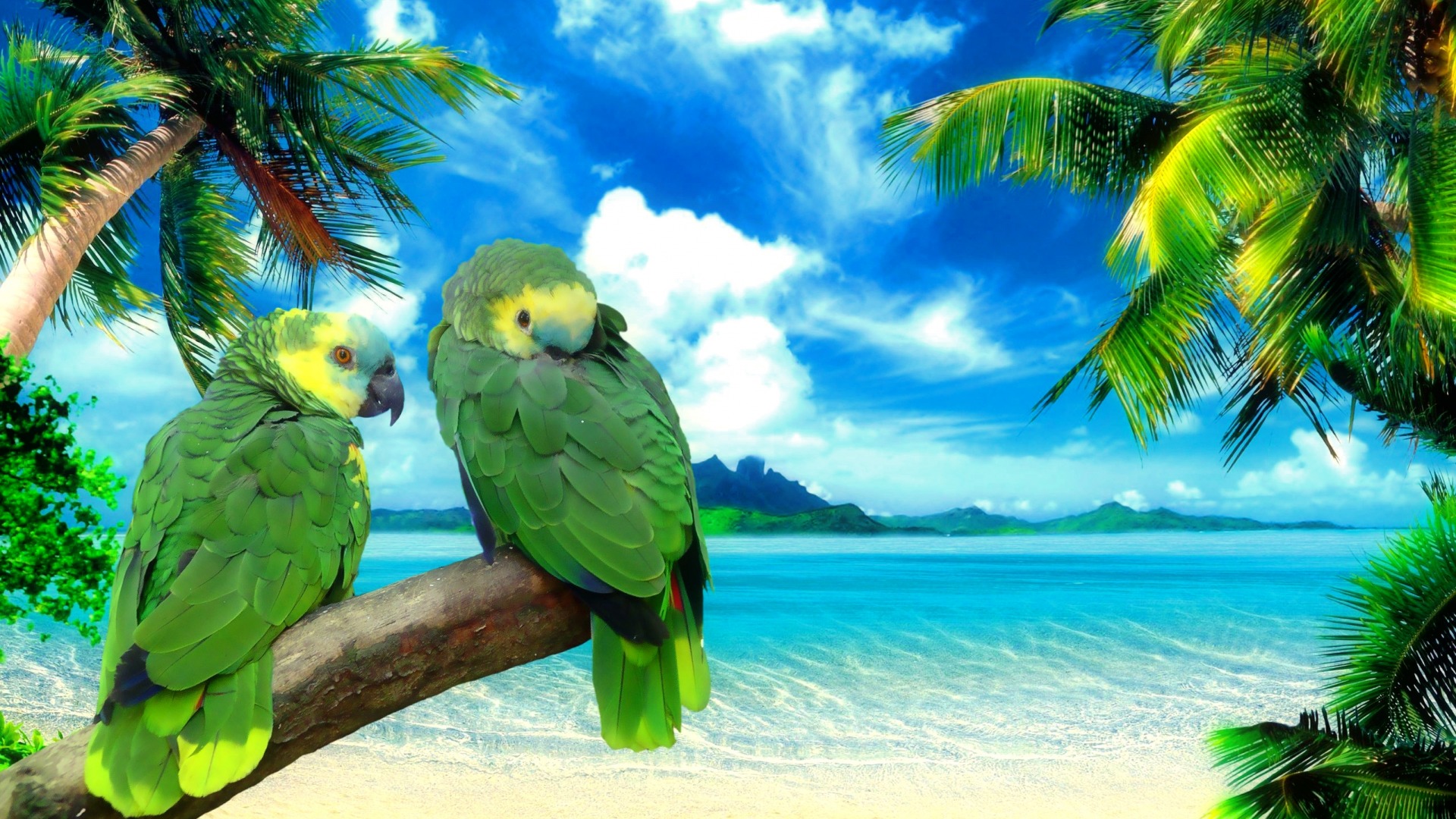 Download mobile wallpaper Animal, Parrot for free.