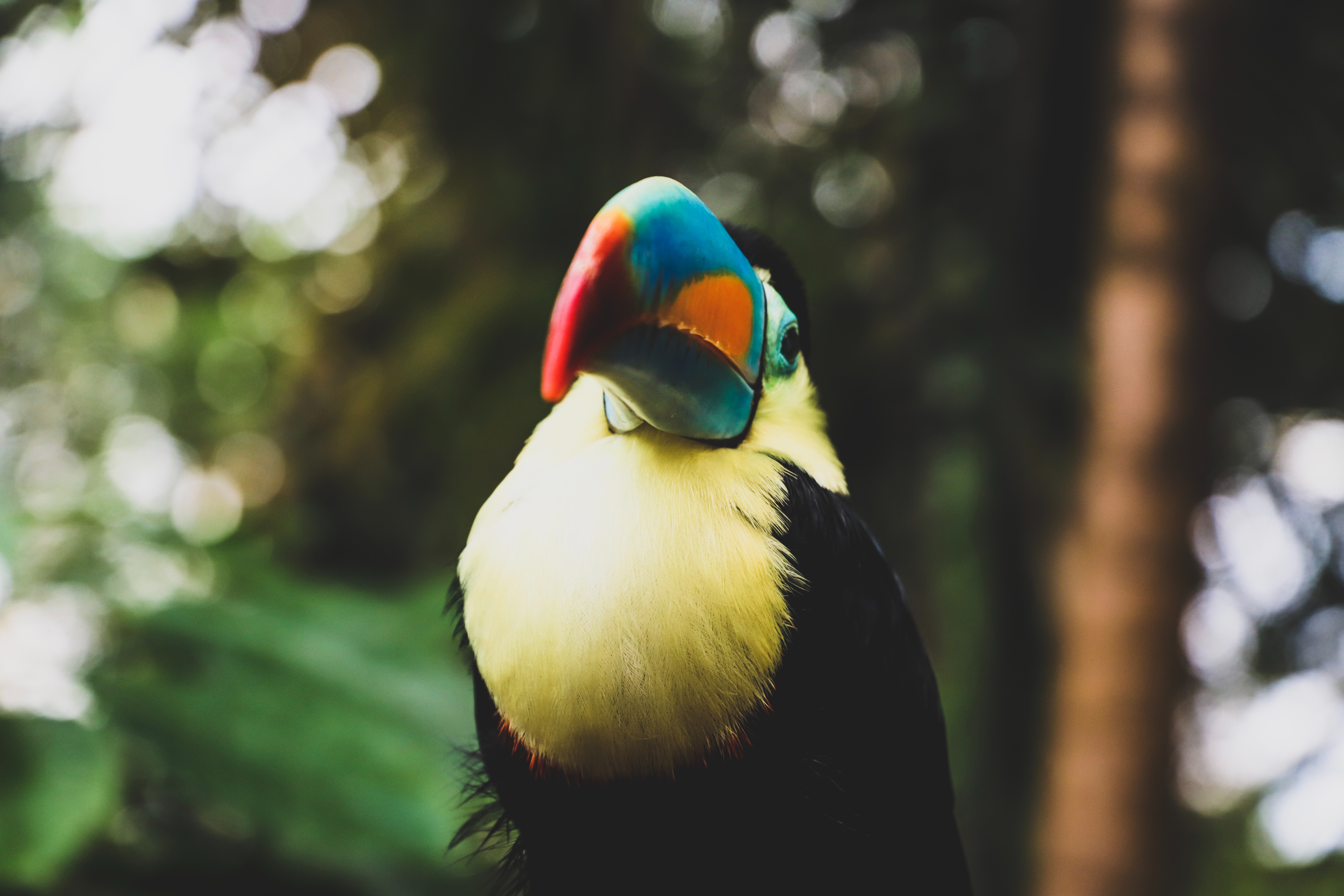 Téléchargez gratuitement l'image Animaux, Oiseau, Le Bec, Toucan, Des Oiseaux, Profondeur De Champ sur le bureau de votre PC