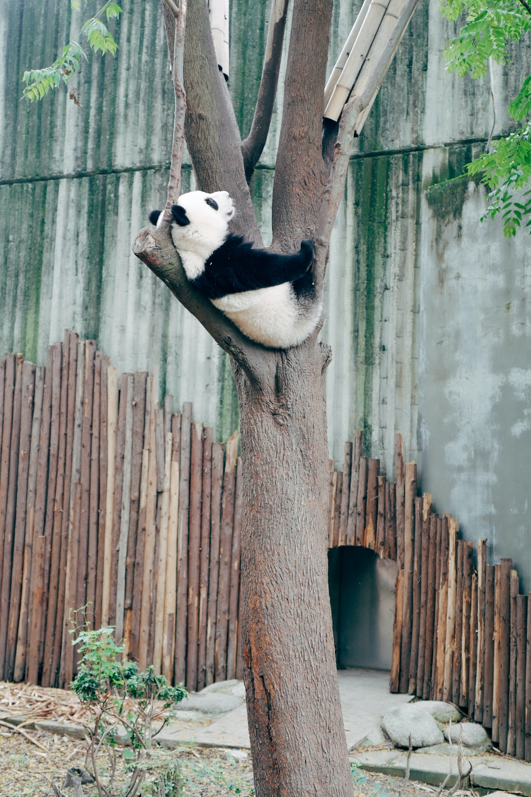 animal, panda, animals, wood, tree download HD wallpaper
