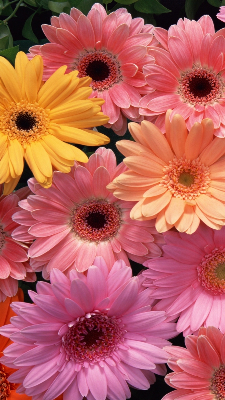 Handy-Wallpaper Blumen, Gerbera, Erde, Nahansicht, Gelbe Blume, Erde/natur, Pinke Blume, Orangene Blume kostenlos herunterladen.