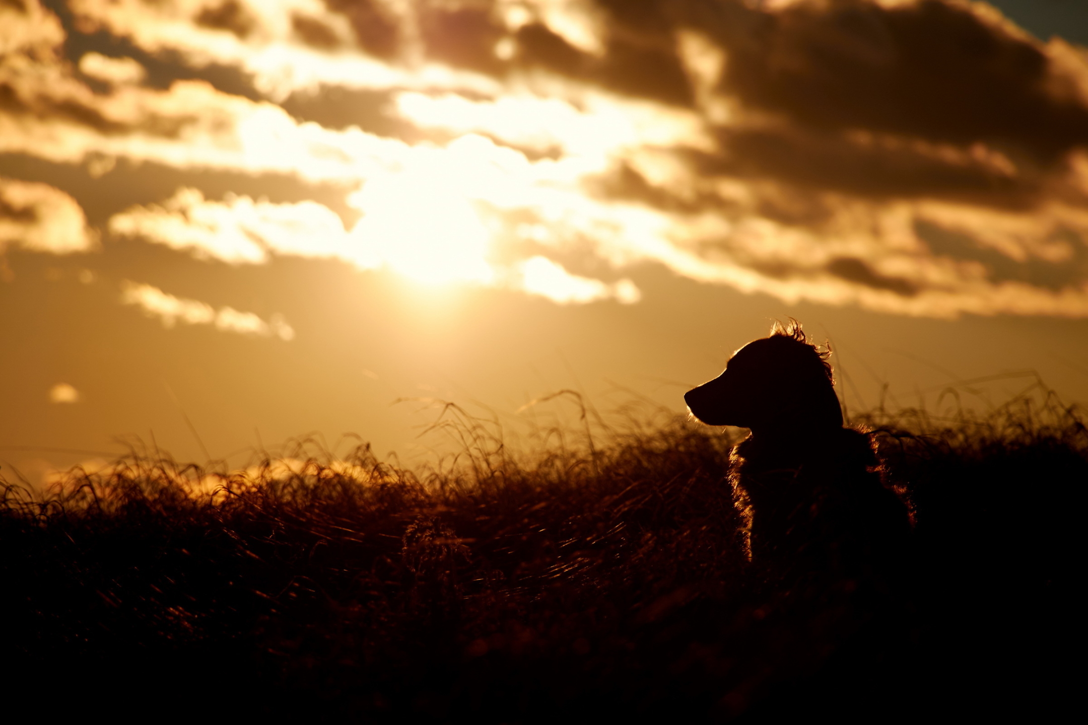 Téléchargez des papiers peints mobile Animaux, Chiens, Coucher De Soleil, Silhouette, Chien, Golden Retriever, Le Coucher Du Soleil gratuitement.