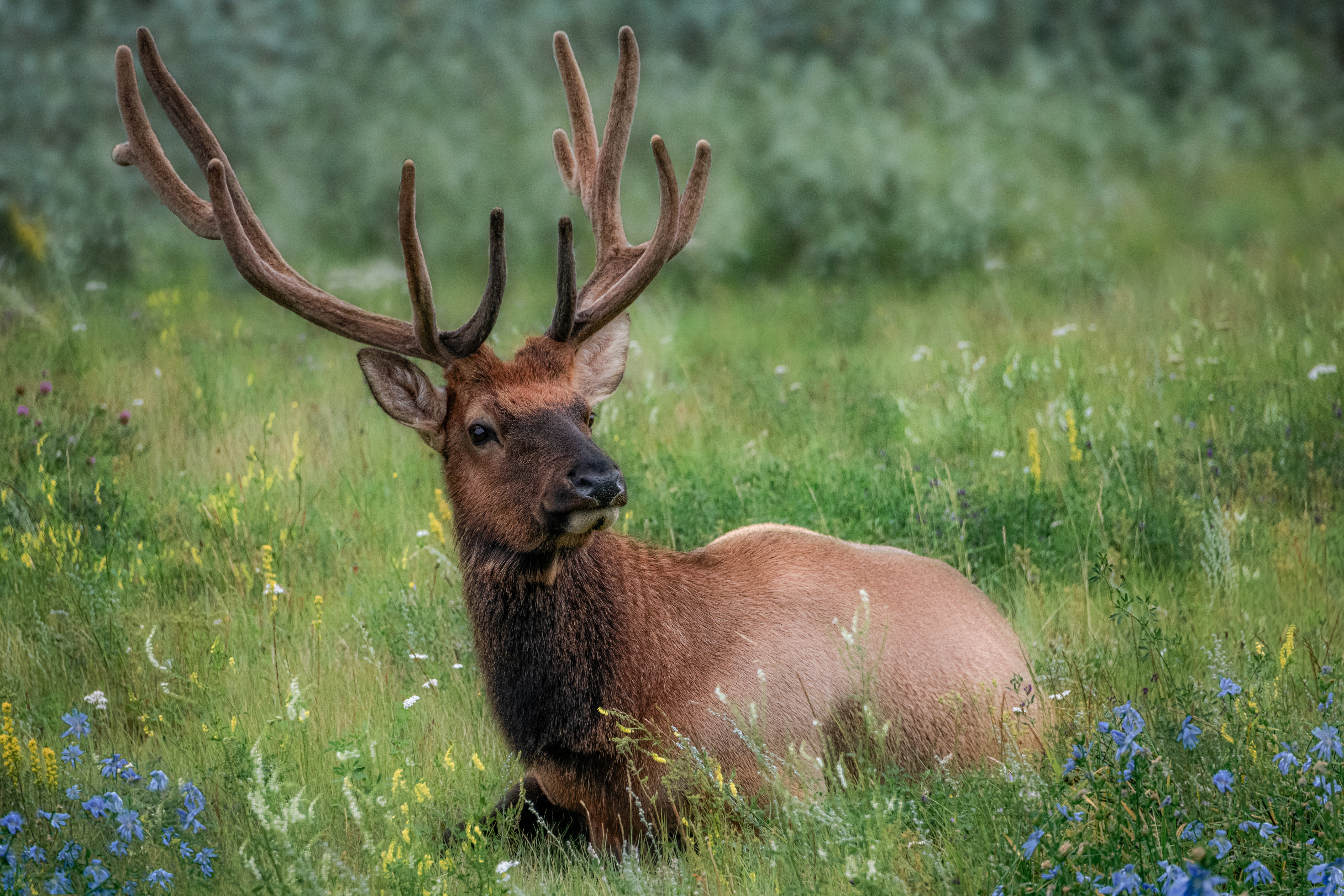 Handy-Wallpaper Tiere, Hirsch kostenlos herunterladen.