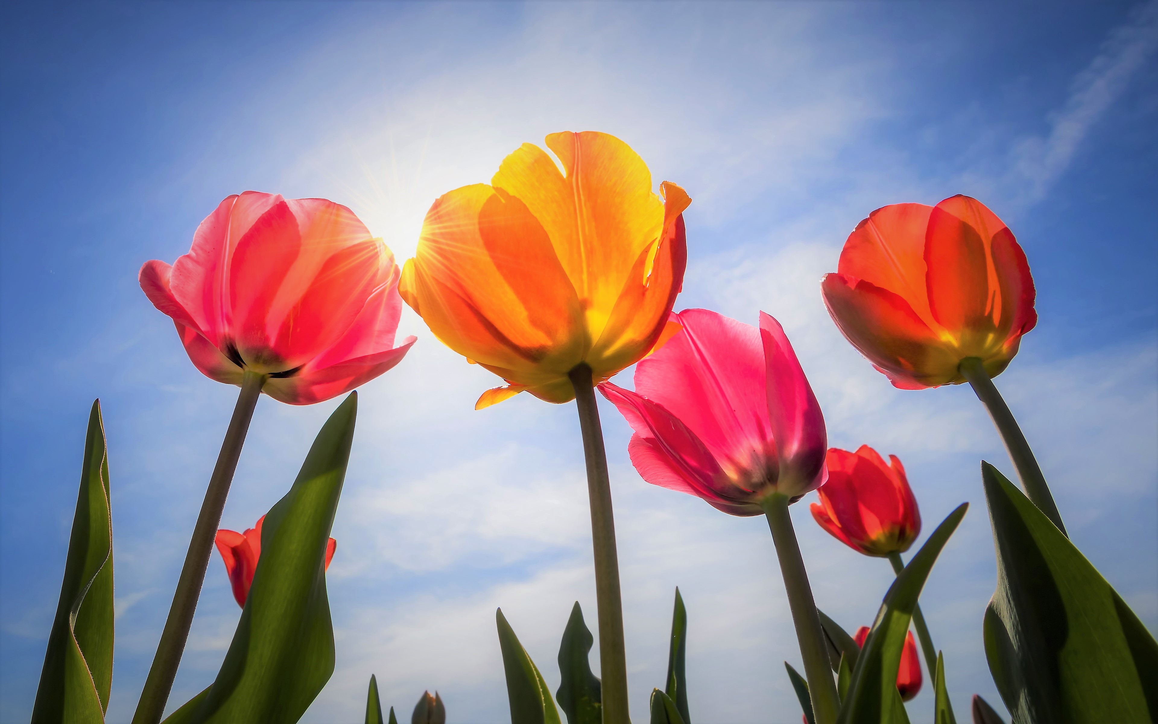 Free download wallpaper Flowers, Sun, Flower, Earth, Colors, Colorful, Tulip, Sunshine on your PC desktop