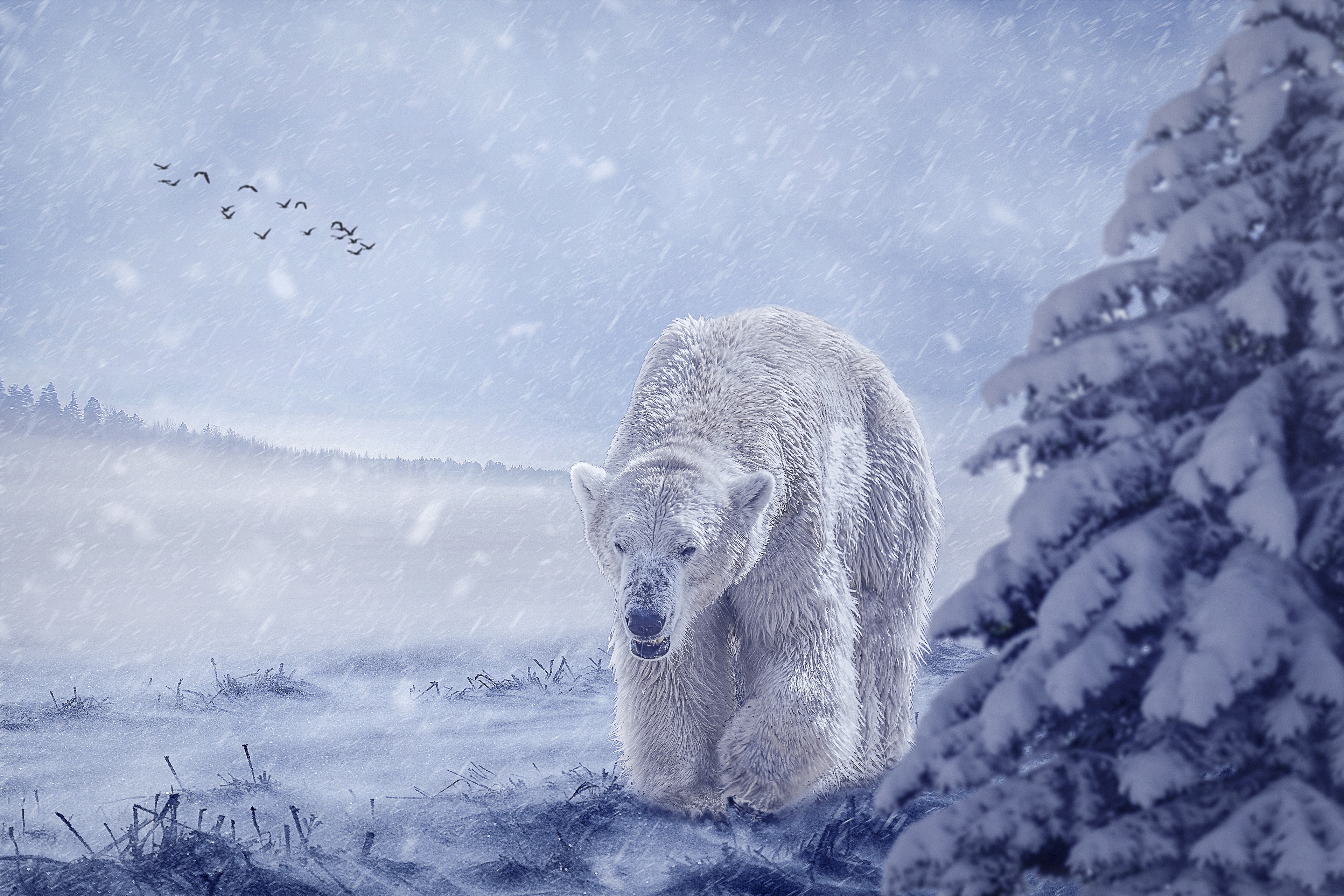 無料モバイル壁紙動物, 雪, クマ, シロクマをダウンロードします。