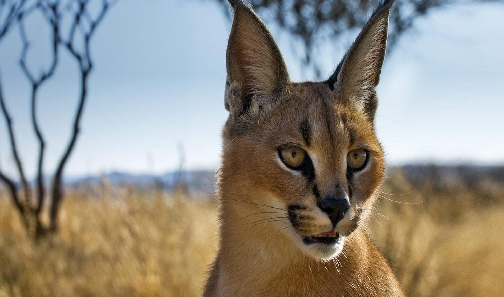 animals, muzzle, sight, opinion, steppe, caracal