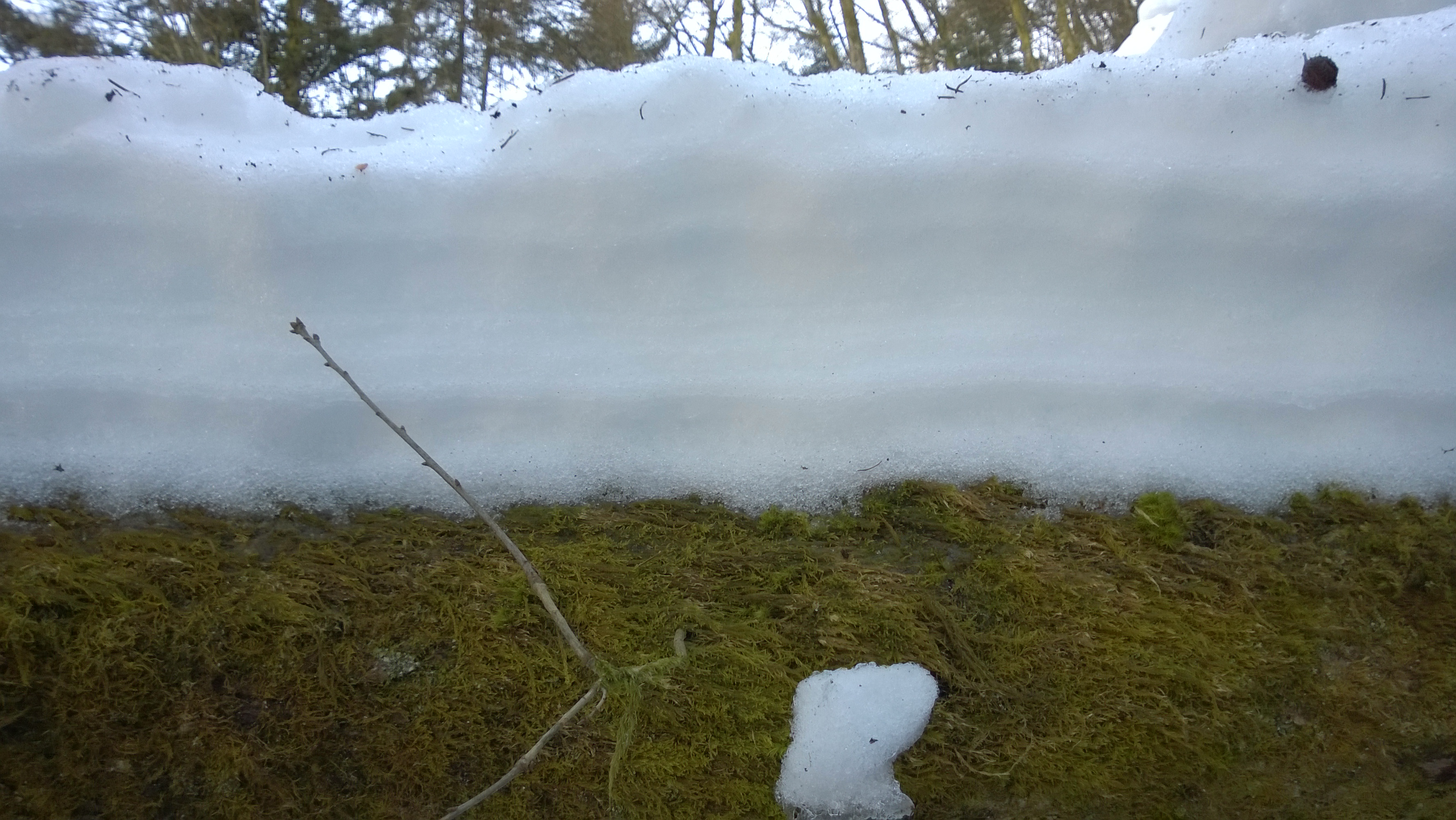 Descarga gratuita de fondo de pantalla para móvil de Invierno, Nieve, Árbol, Tierra/naturaleza.