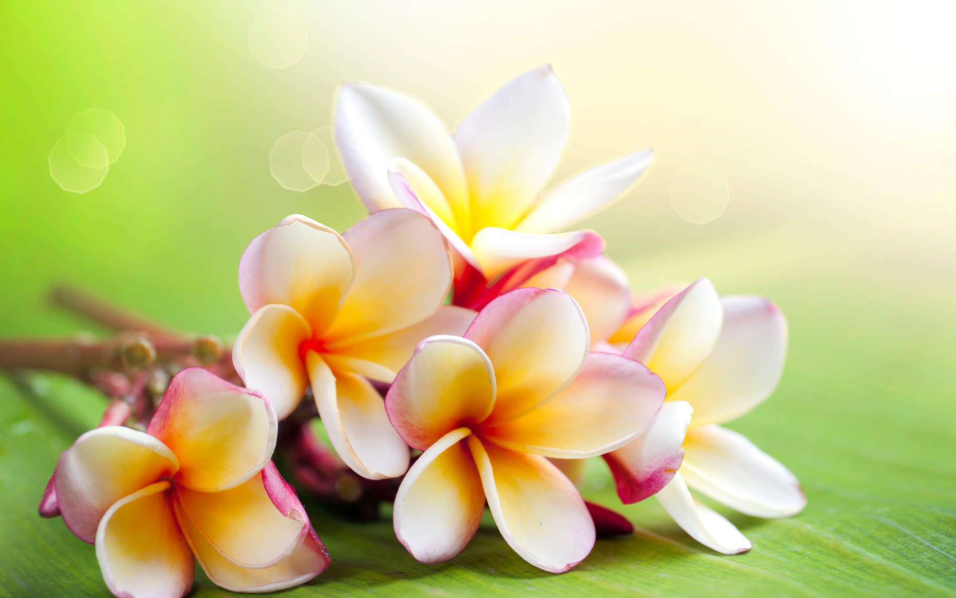 261334 baixar papel de parede terra/natureza, frangipani, flor, flores - protetores de tela e imagens gratuitamente