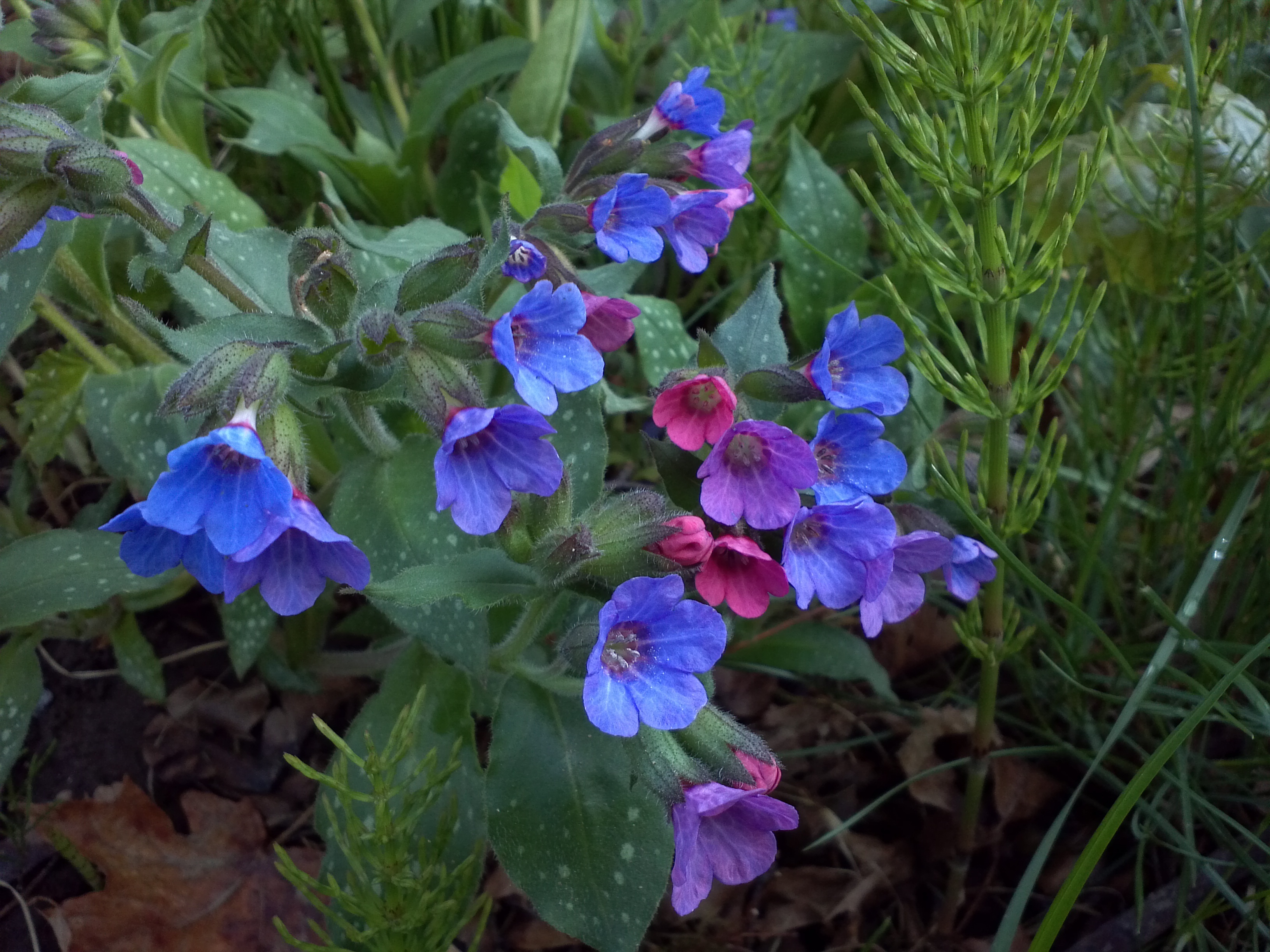 Téléchargez gratuitement l'image Fleurs, Fleur, Terre/nature sur le bureau de votre PC