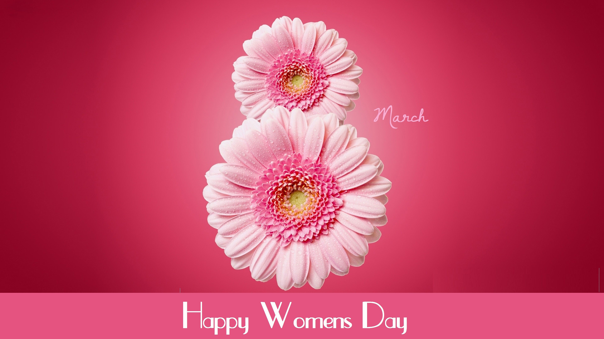 Téléchargez des papiers peints mobile Vacances, Gerbera, Déclaration, Journée Internationale De La Femme, Fleur Rose, Joyeuse Journée De La Femme gratuitement.