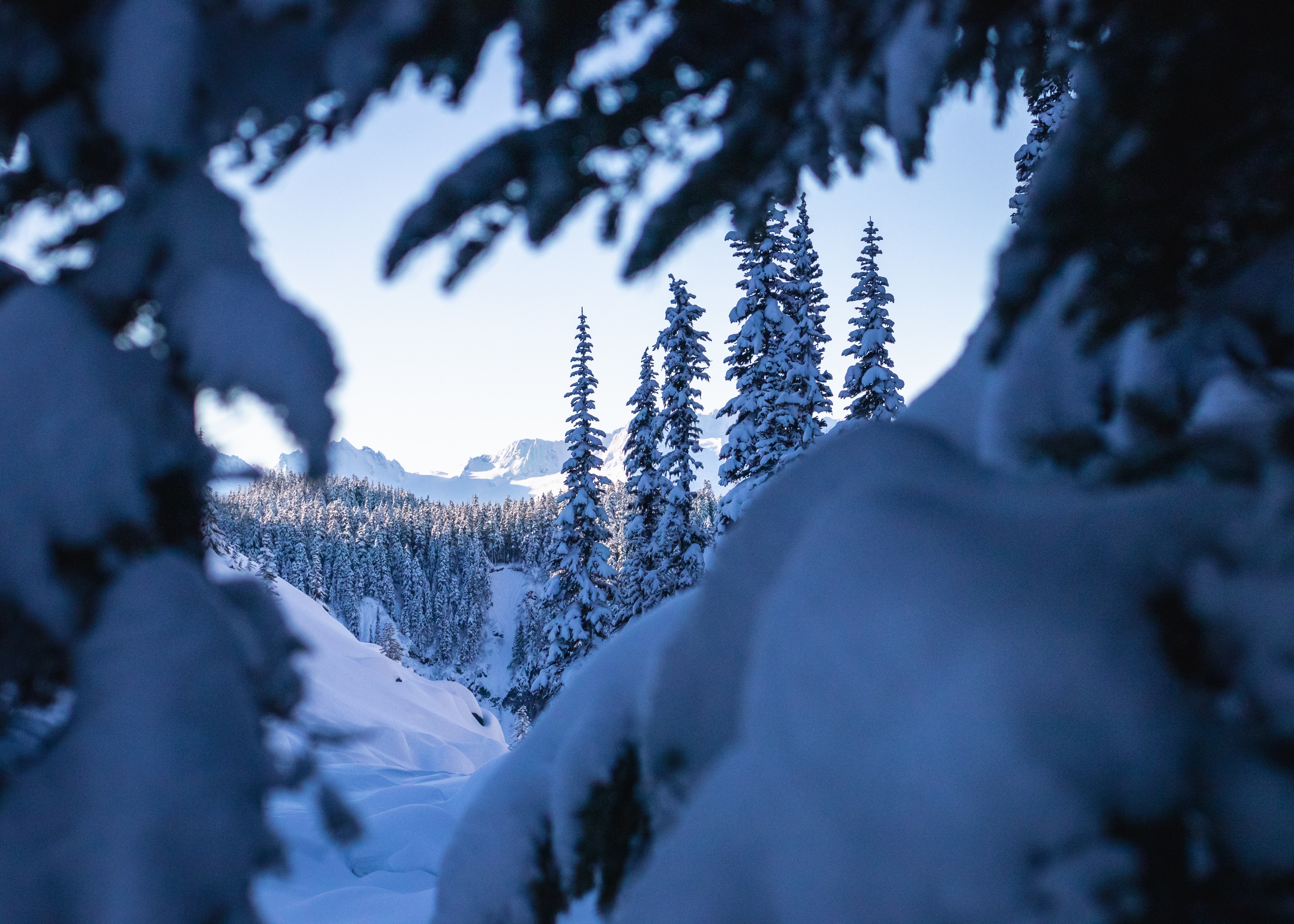 無料モバイル壁紙自然, 木, モミの木, 冬, 雪, 風景をダウンロードします。