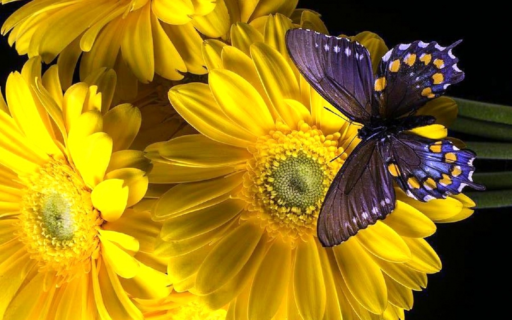 1501427 baixar papel de parede animais, borboleta, flor, gerbera, flor amarela - protetores de tela e imagens gratuitamente