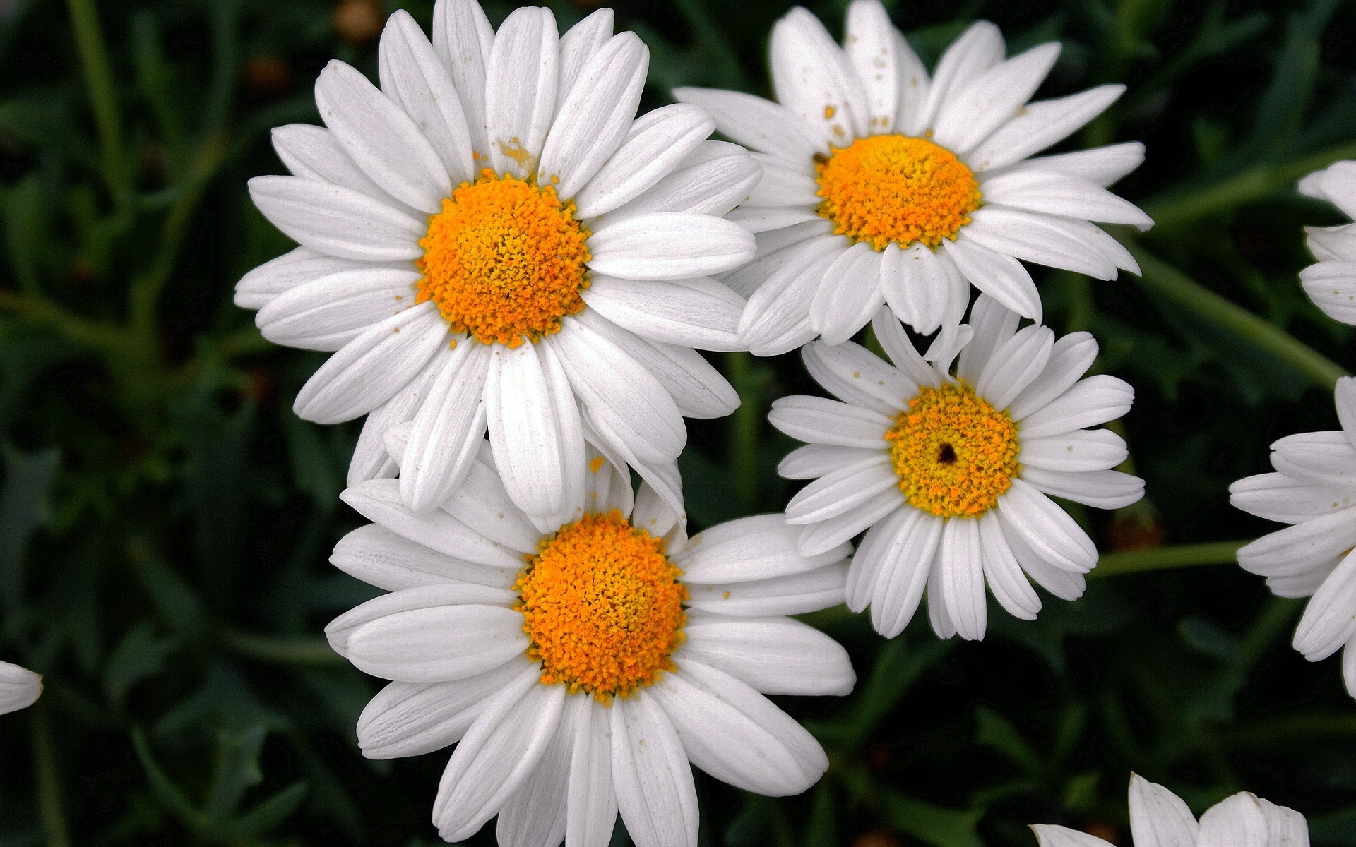 plants, flowers, camomile, gray 1080p